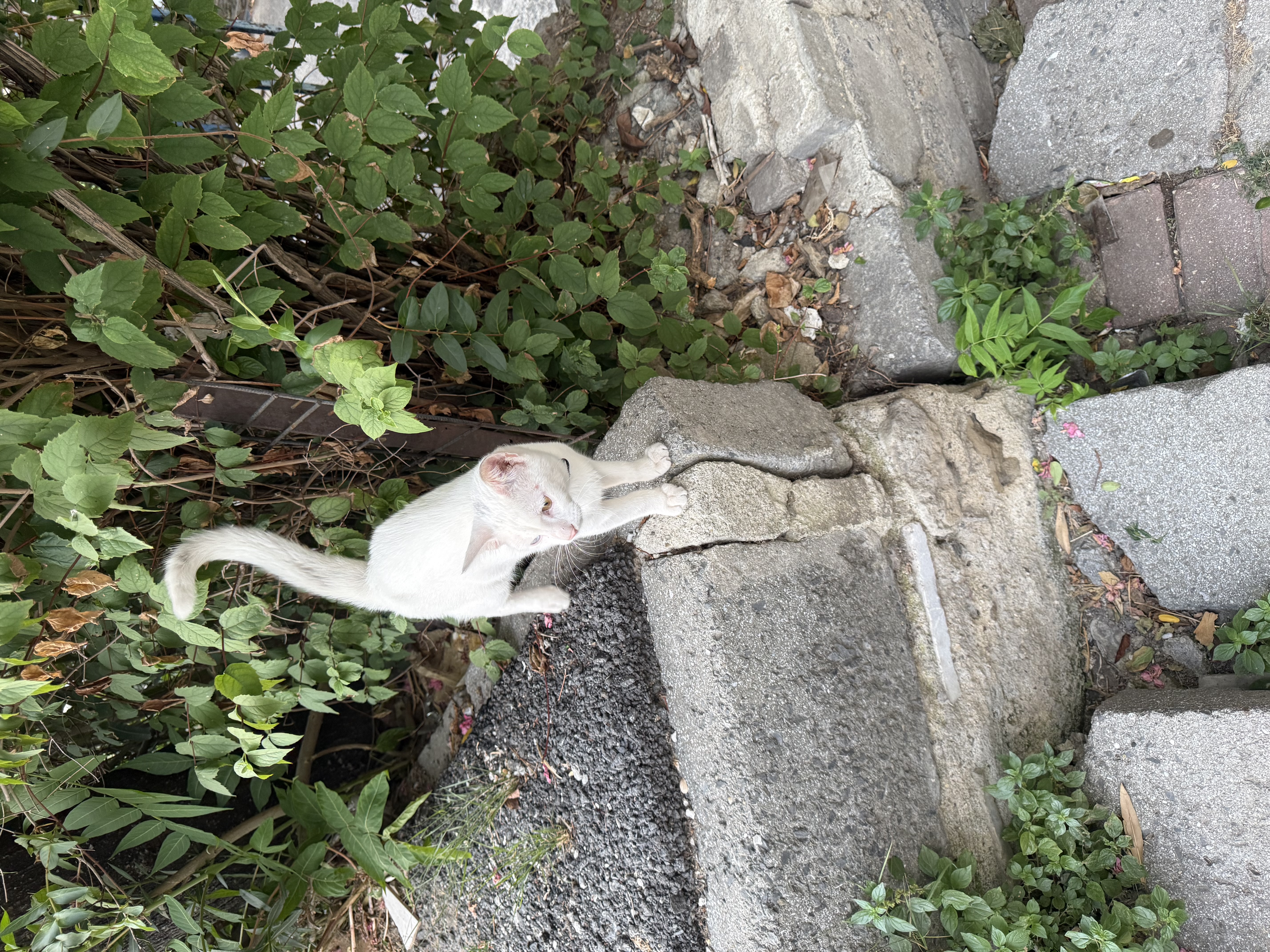 Küçükköyde bulunan kedi