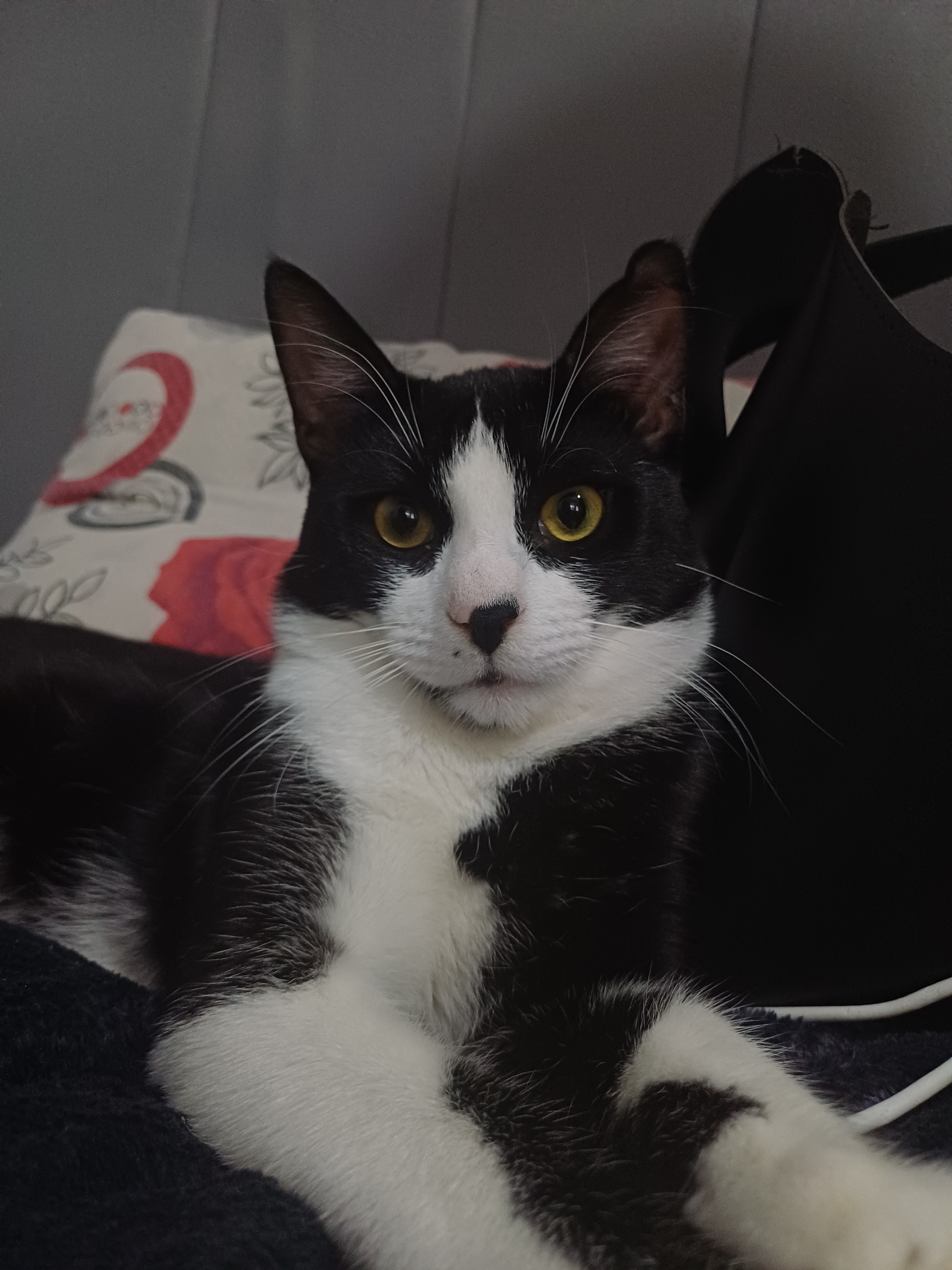 Fıstık yaklaşık 6 aylık kedi
