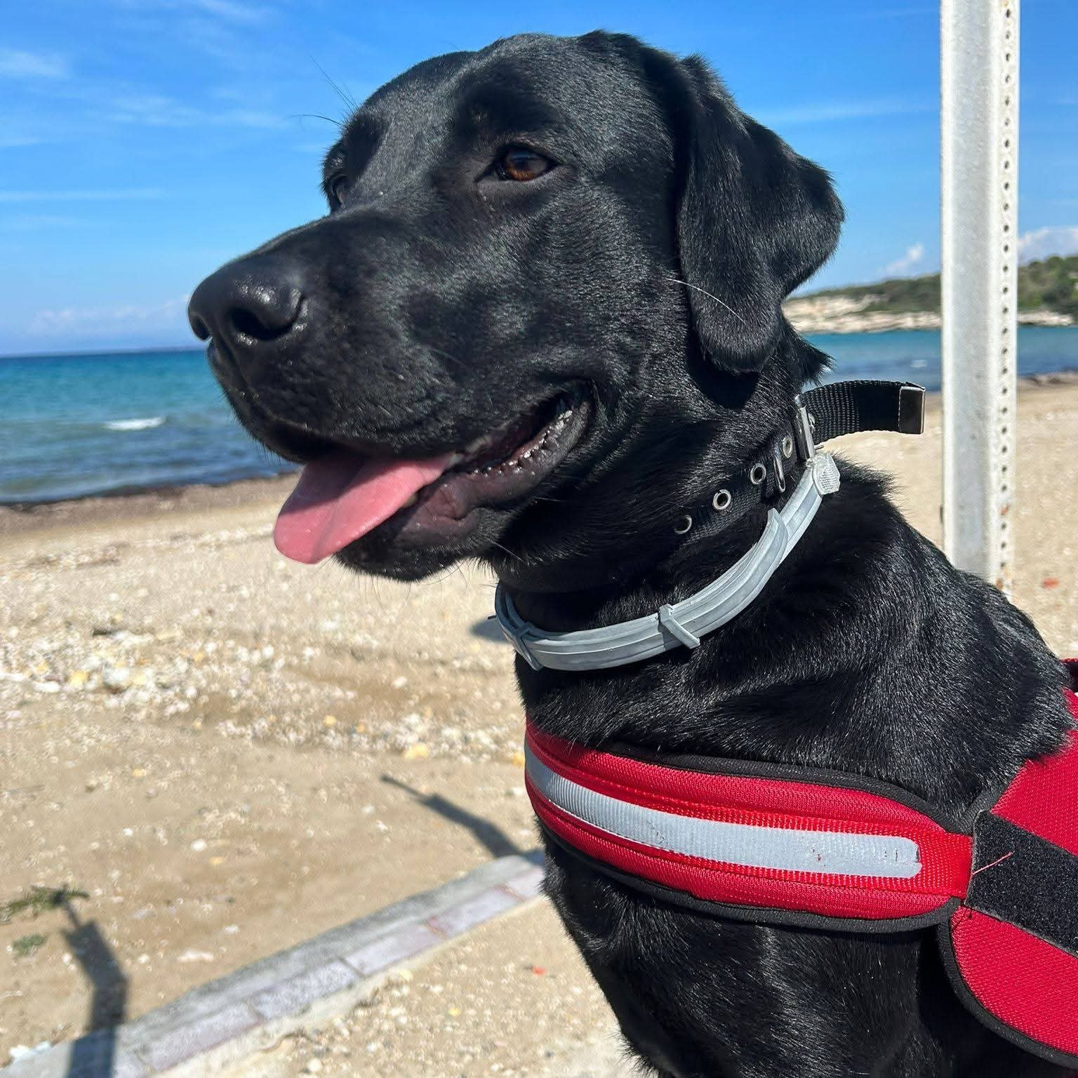 2.5 yaşında köpek eğitimli ve sakin