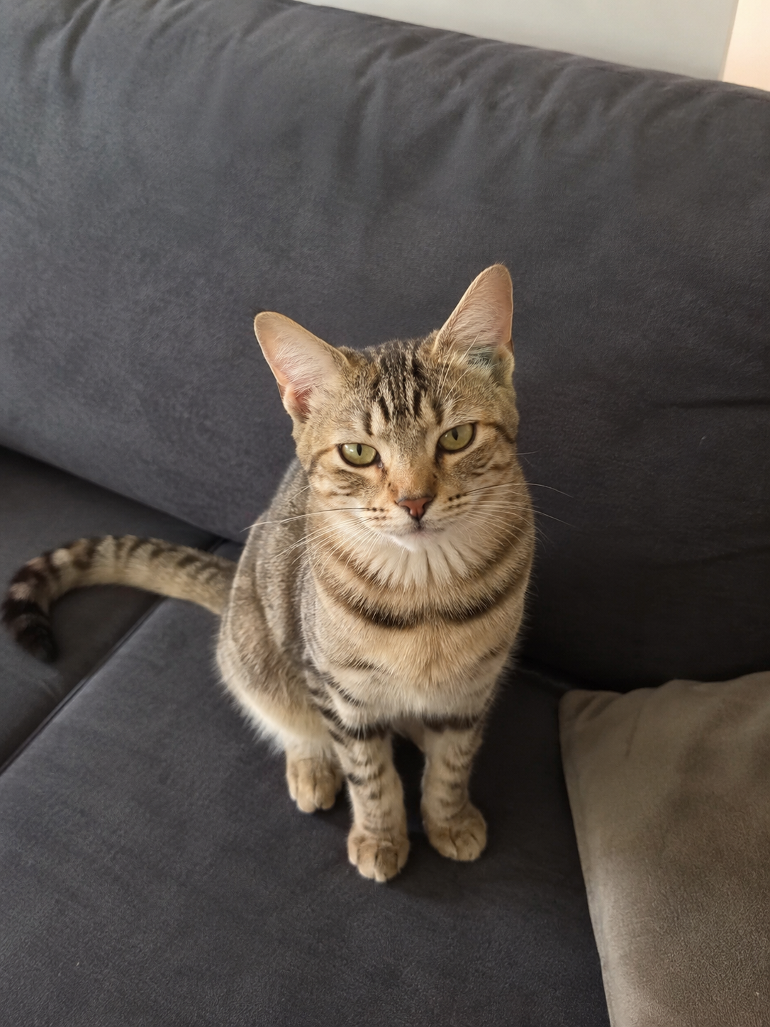 2 yaş tekir kedi