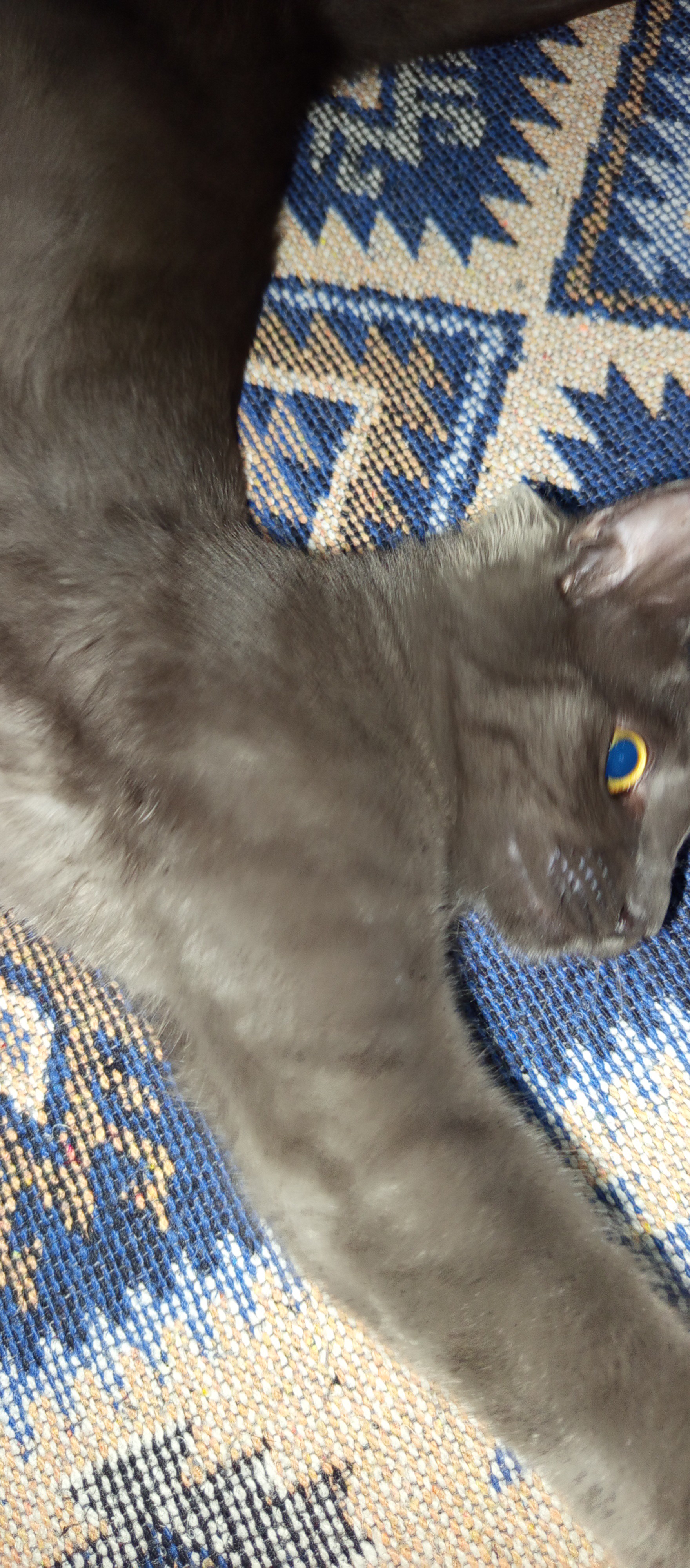 Sokağa terk edilen British Shorthair, Başakşehir'de yuva arıyor