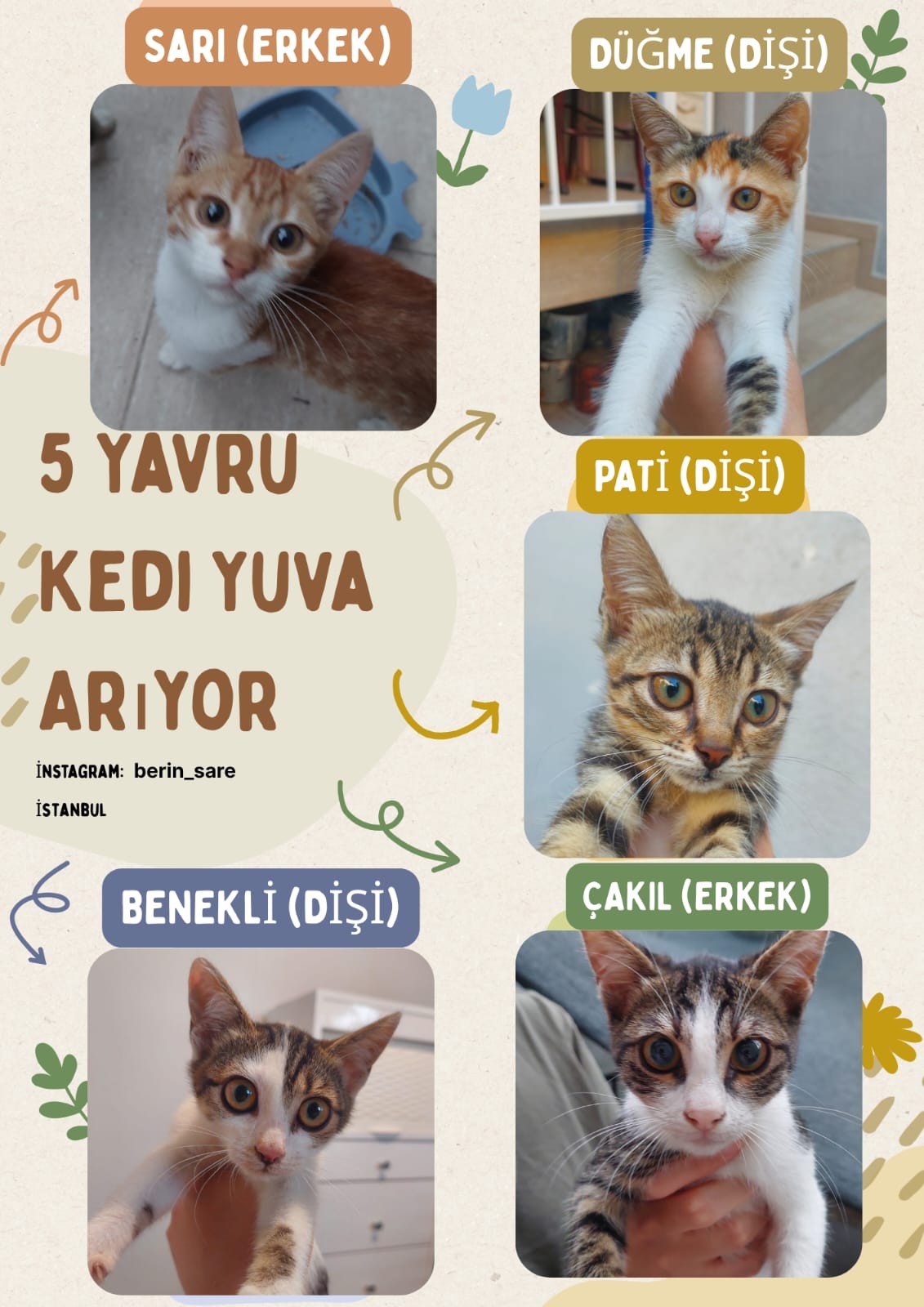Acil yavru kedi sahiplendiriyorum