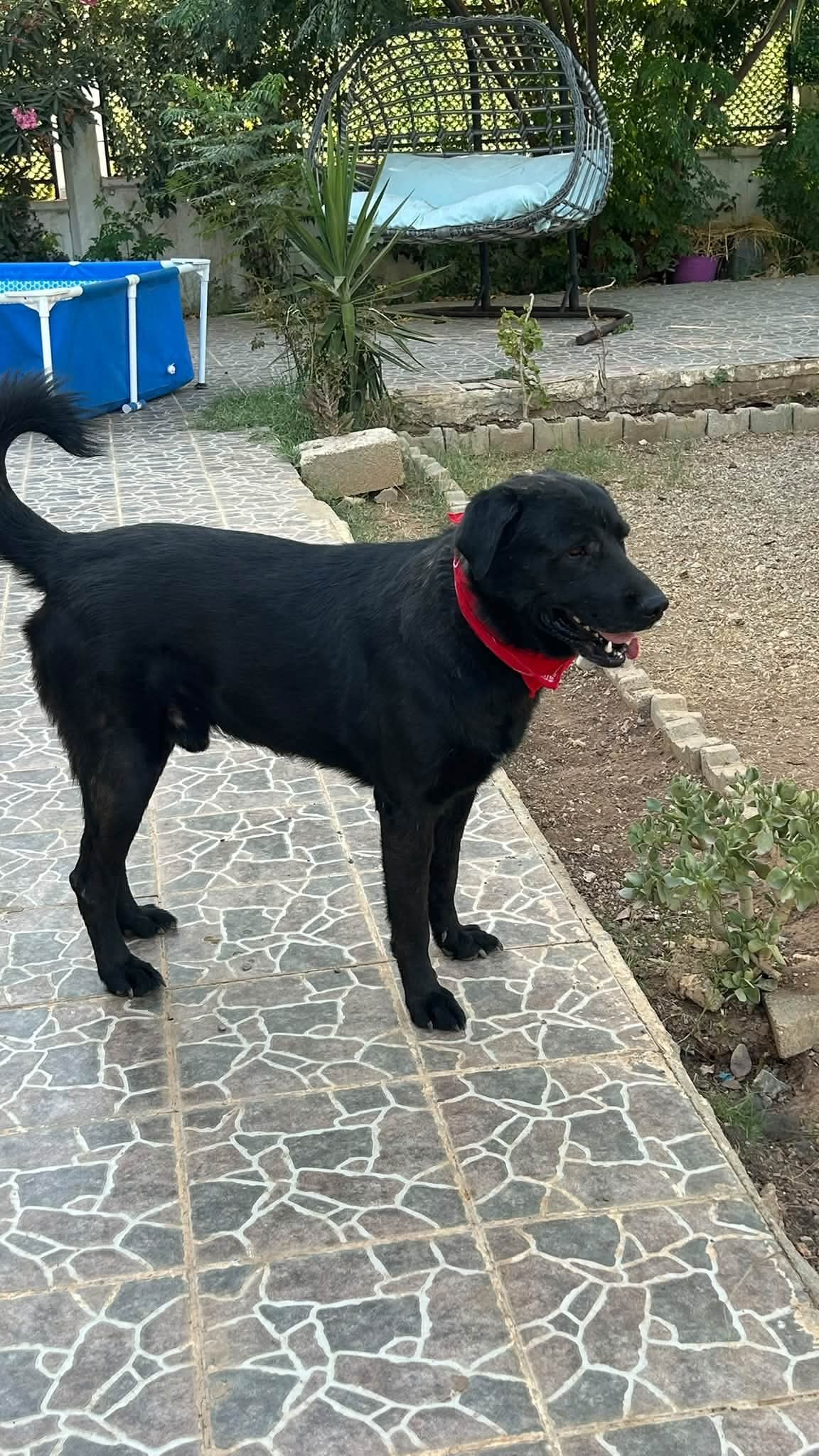 Oyun canlısı patimize yuva aranıyor