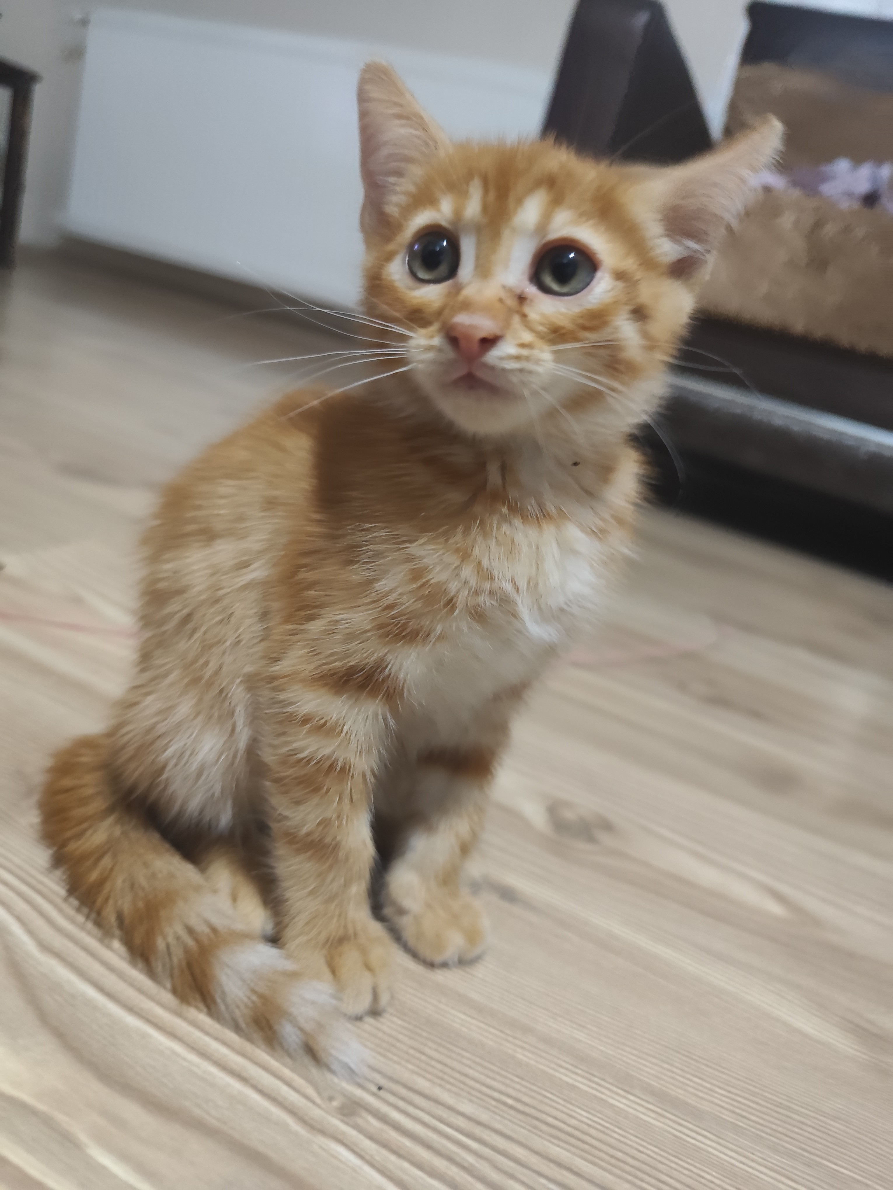 3 aylık acil yuva aranıyor