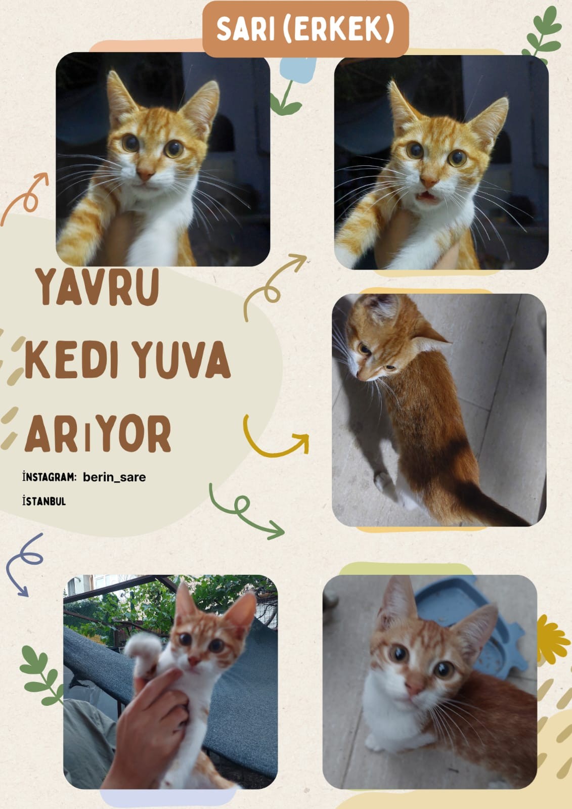 Acil 5 yavru kedi için sahiplendirme