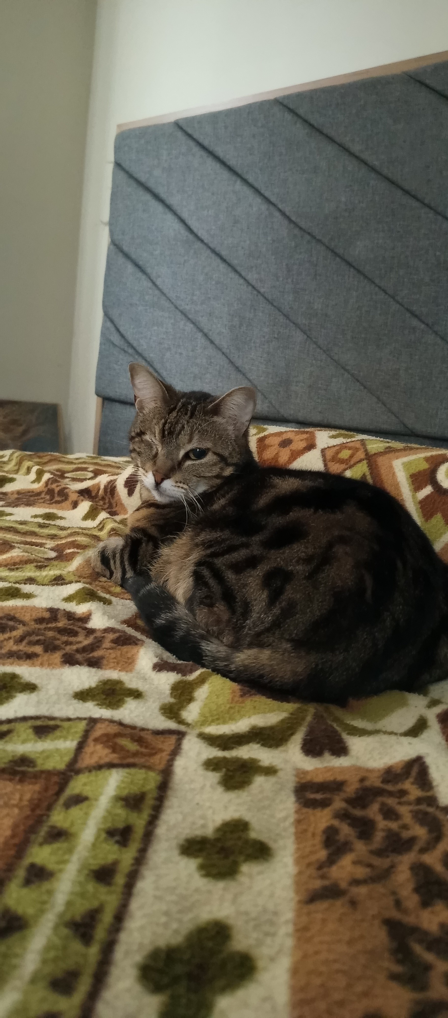 Aydın Efeler de kayıp kedi