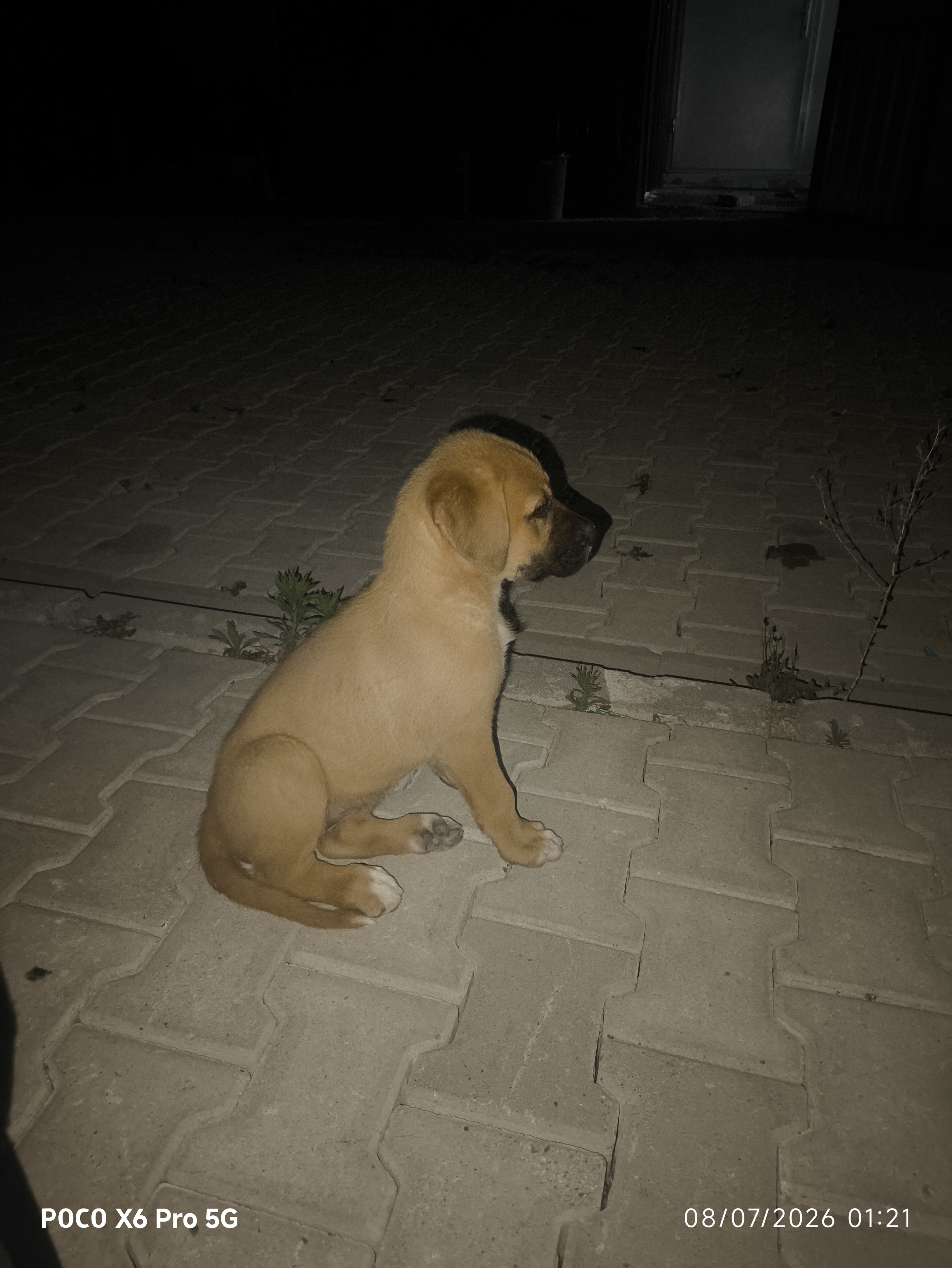 3 aylık pitbull melezi anne pitbull baba belli degil