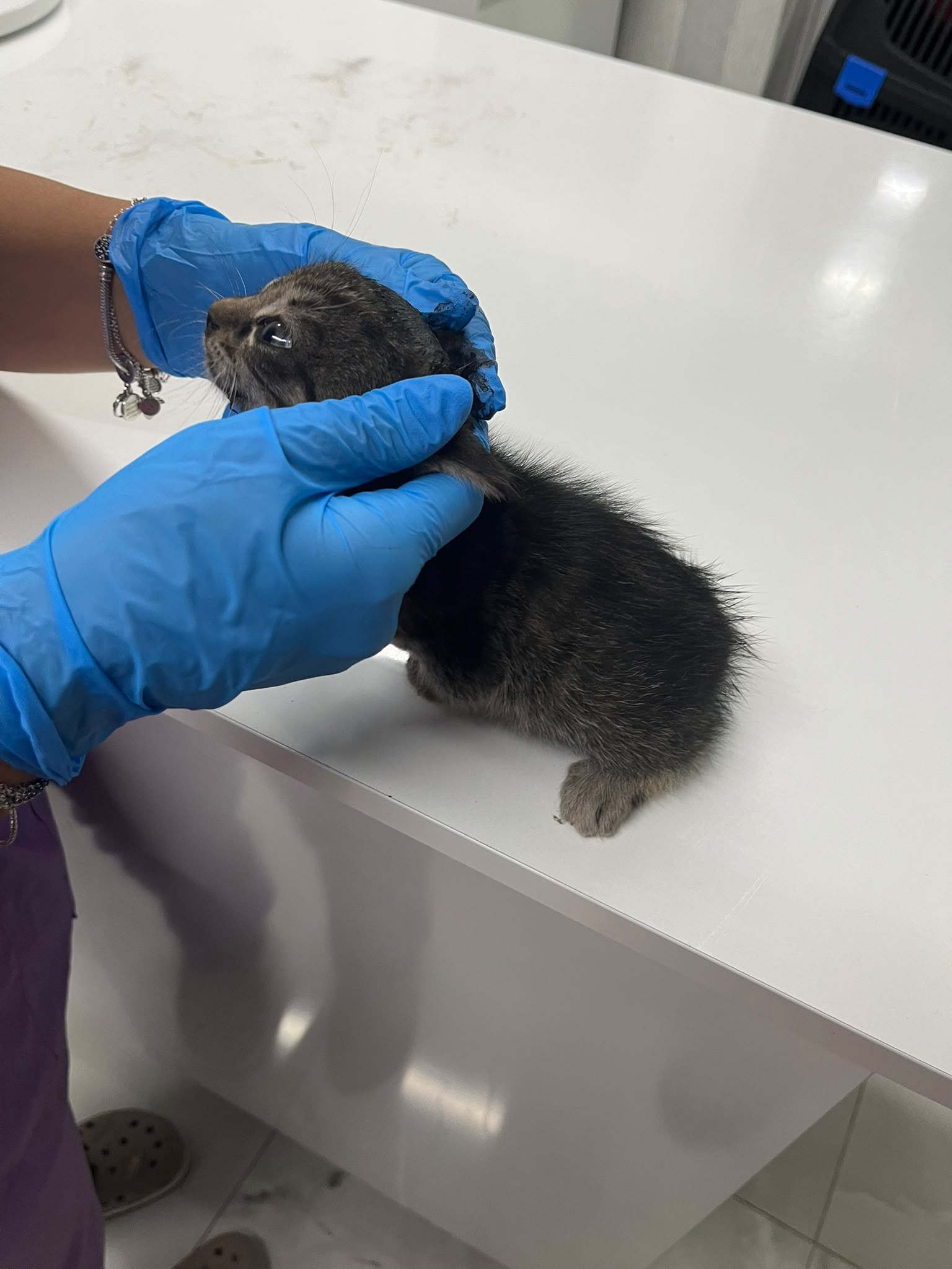 Yavru Tekir Kedi Acil Yuva
