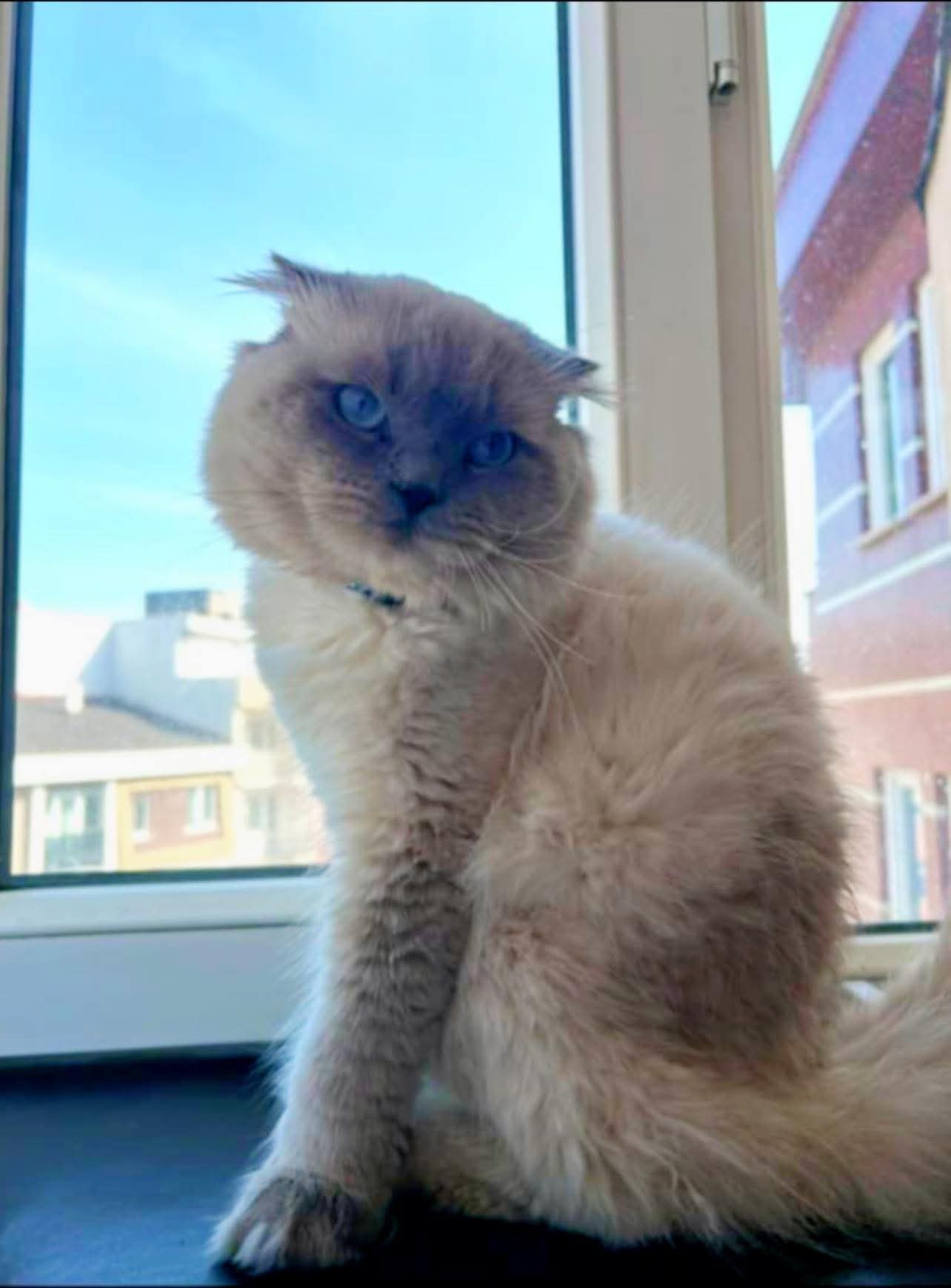 Bandırma da kaybolan kedi