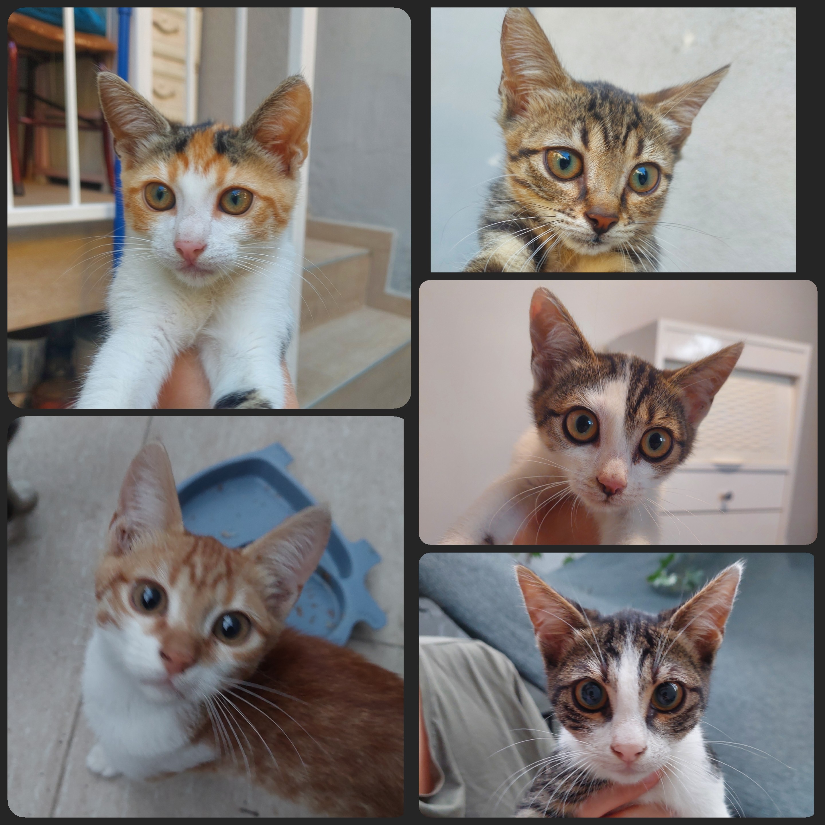 Çok Acil Yuva Aranıyor 🐱🐾