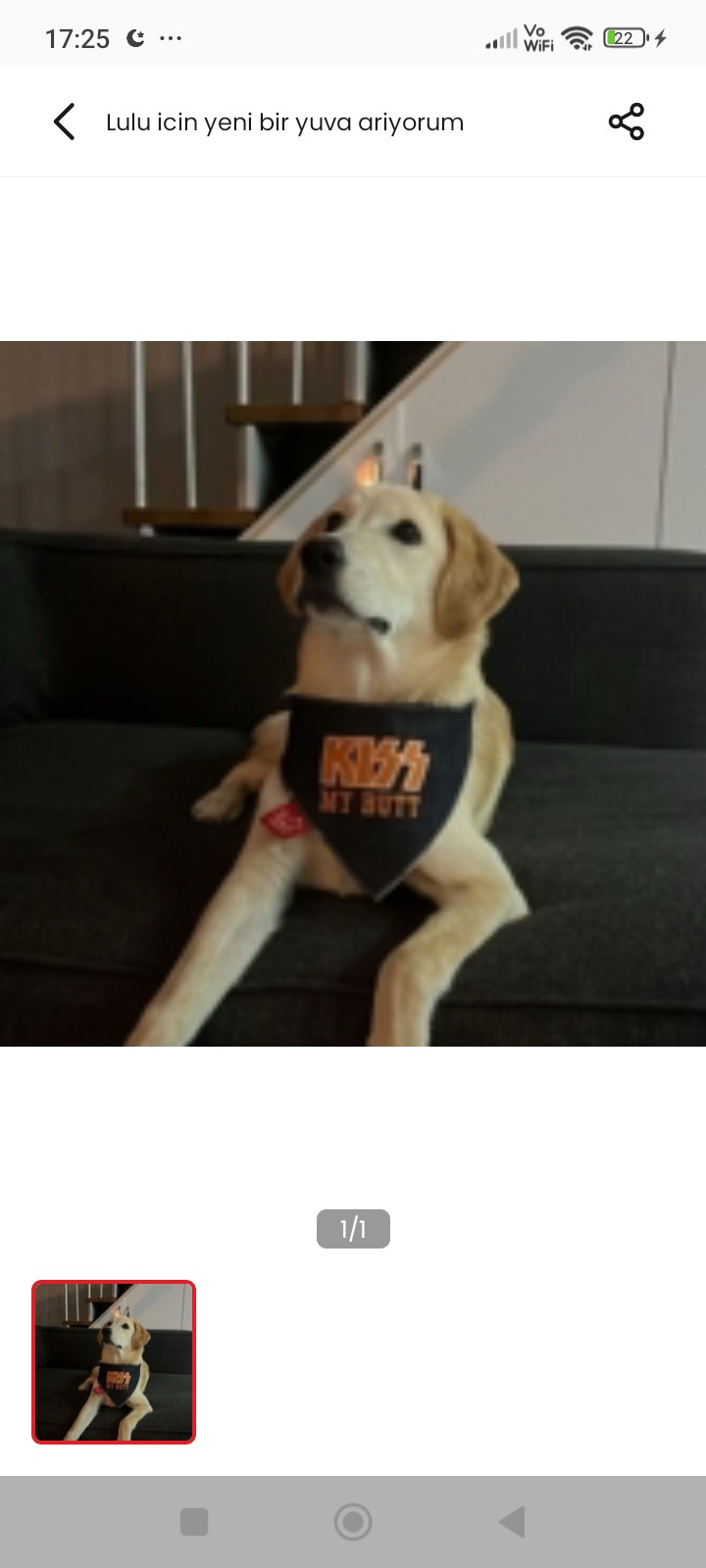 2 yaşında golden retriever