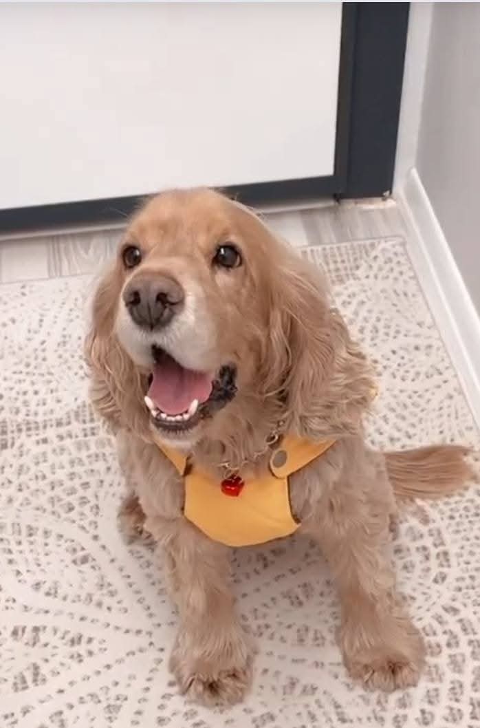 Köpek sahiplendirme