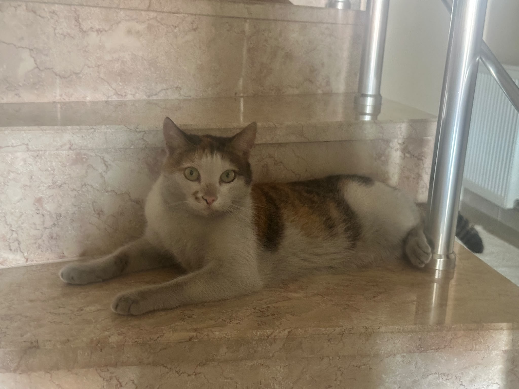 Çaycuma, Zonguldak'ta kaliko kedim kayboldu.