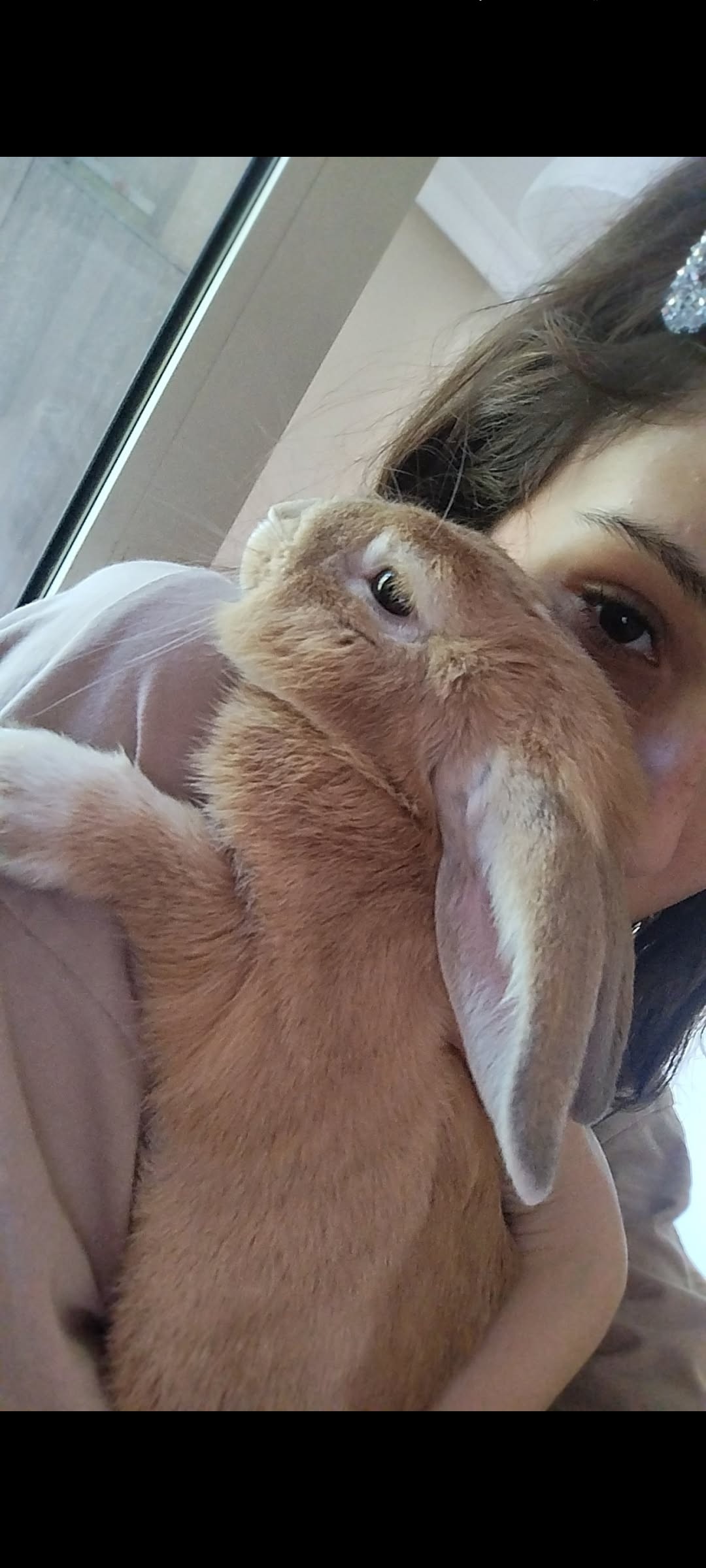Hollanda lop