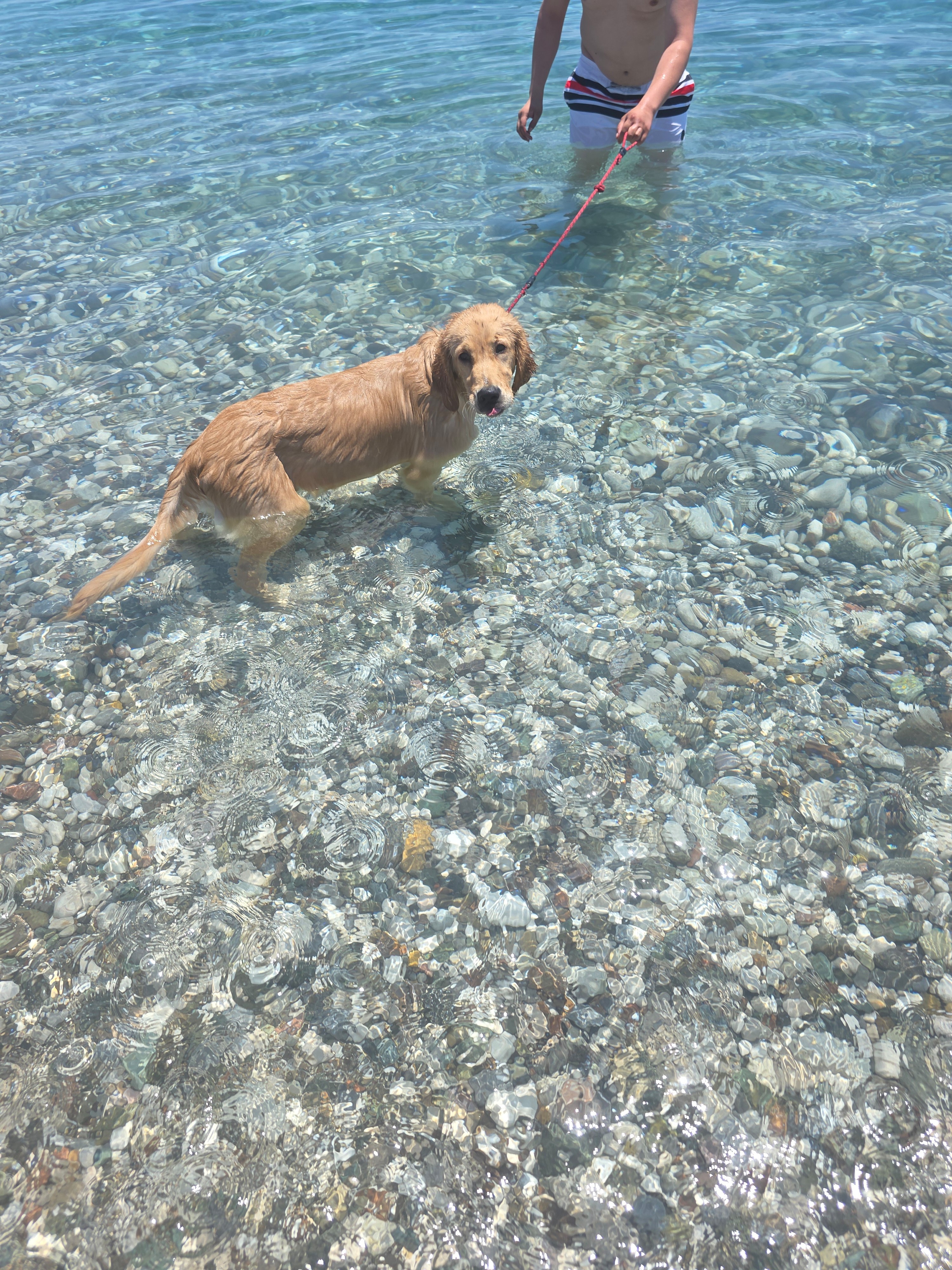 8 aylık golden retriver