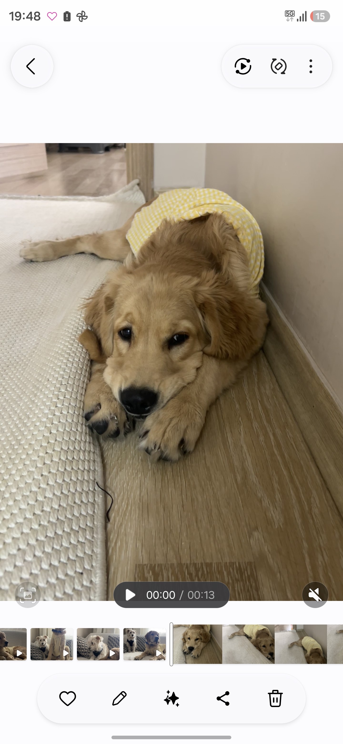Ankara'da yuva arayan 8 aylık sevimli Bobi 🐾