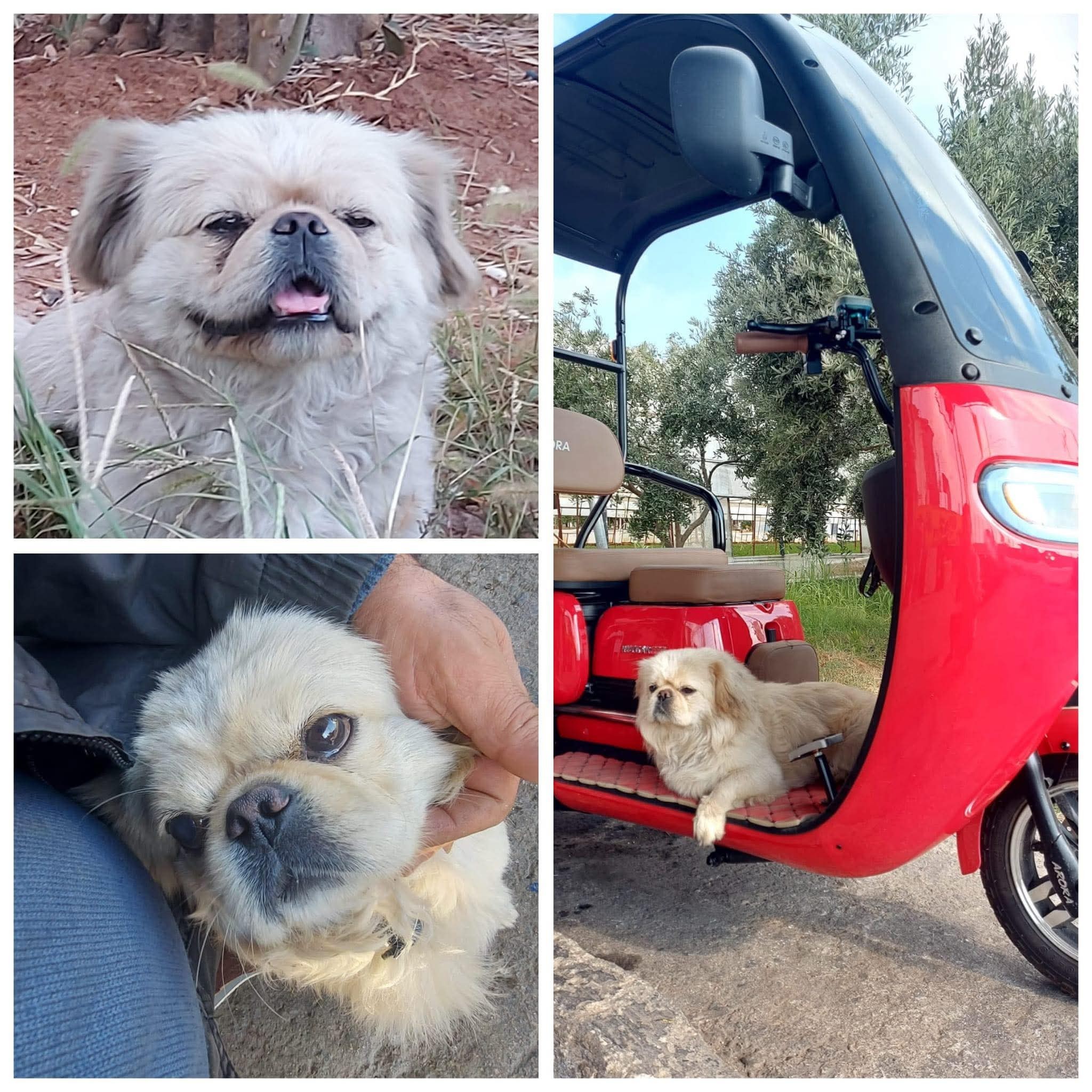 Antalya kayıp köpek