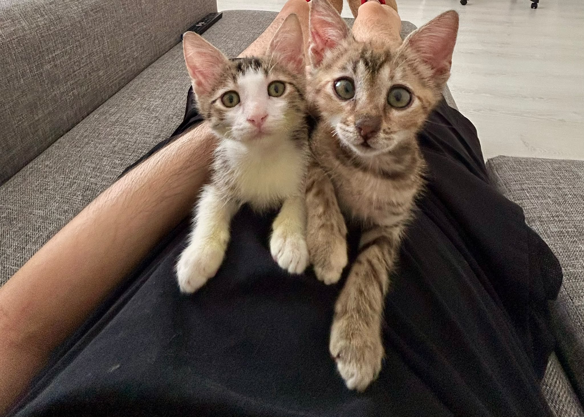 Kirpi ve Tilki Kardeşler Yuva Arıyor