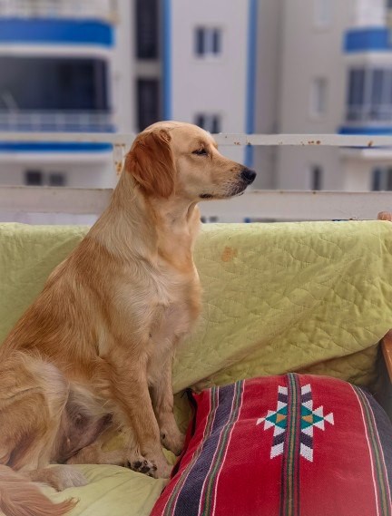 2 Yaşındaki Sevgi Dolu Golden DIA, Trabzon'da Yuva Arıyor 🐾