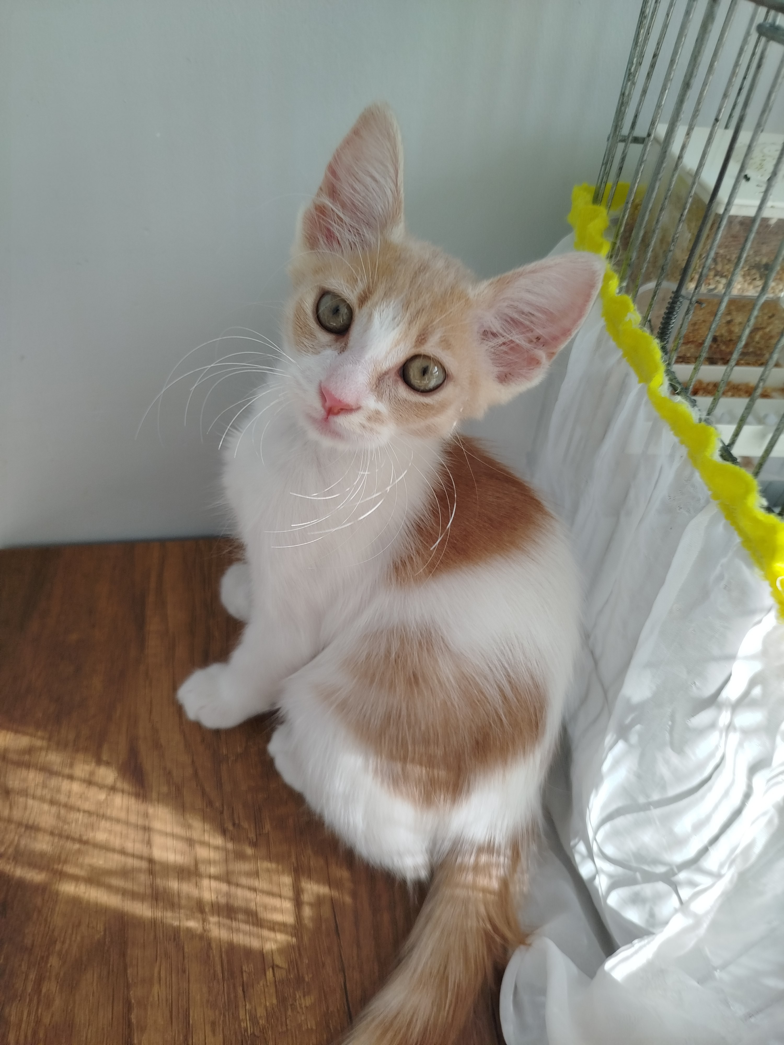 Şehmus kedi ömürlük sıcak bir yuva arıyor