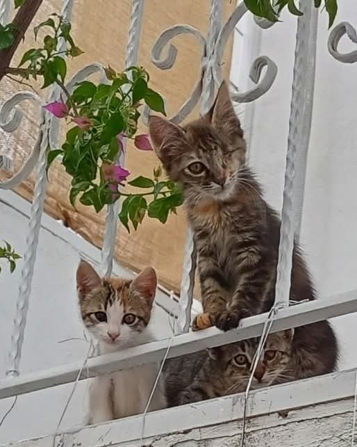 3 yavruya yuva arıyoruz