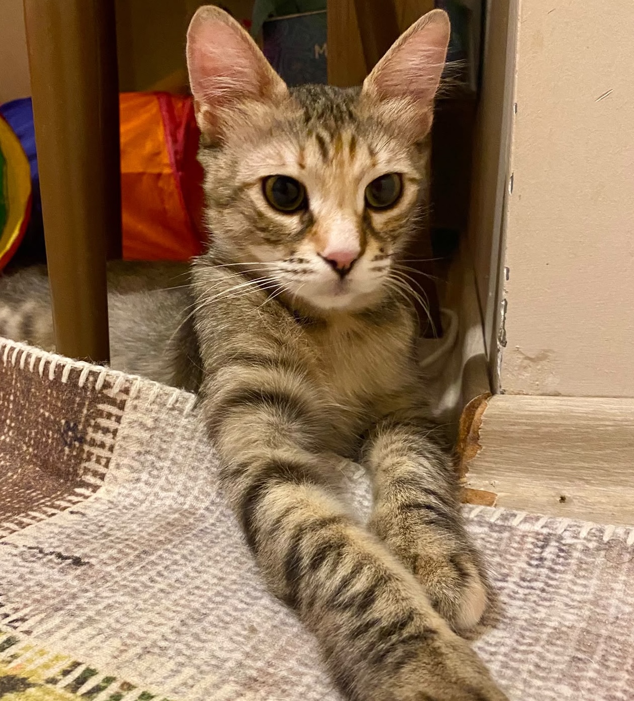 TERK EDİLEN EV KEDİSİNE ACİL YUVA