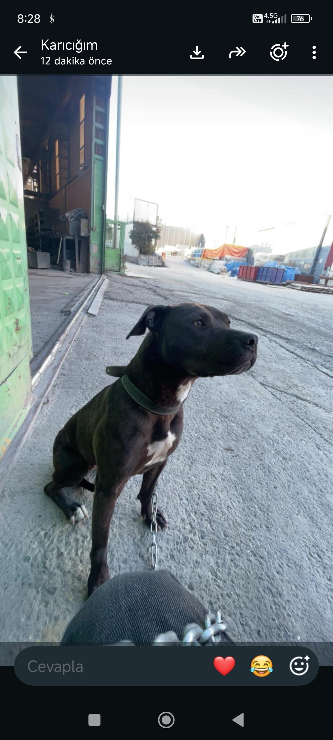 6 yaşında siyah İnci american staffordshire terrier