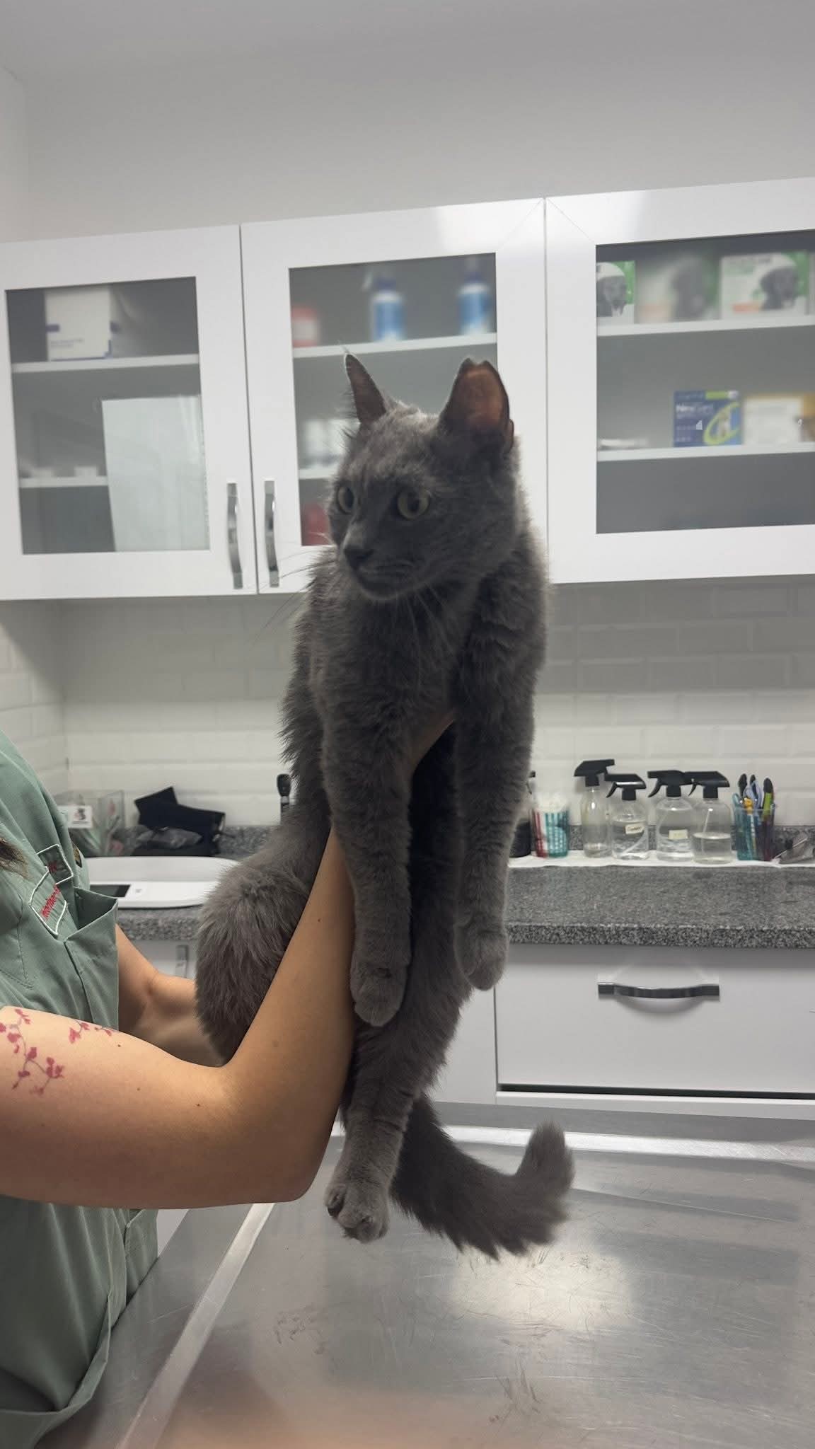 Acil Yuva Arıyor: Terk Edilmiş Russian Blue Dişi Kedi 💔
