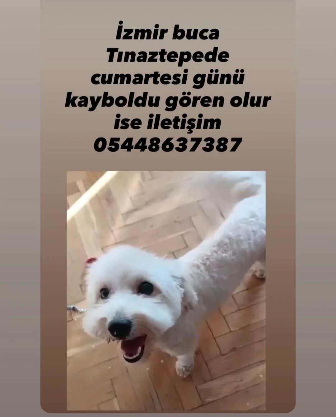 Kayıp köpek