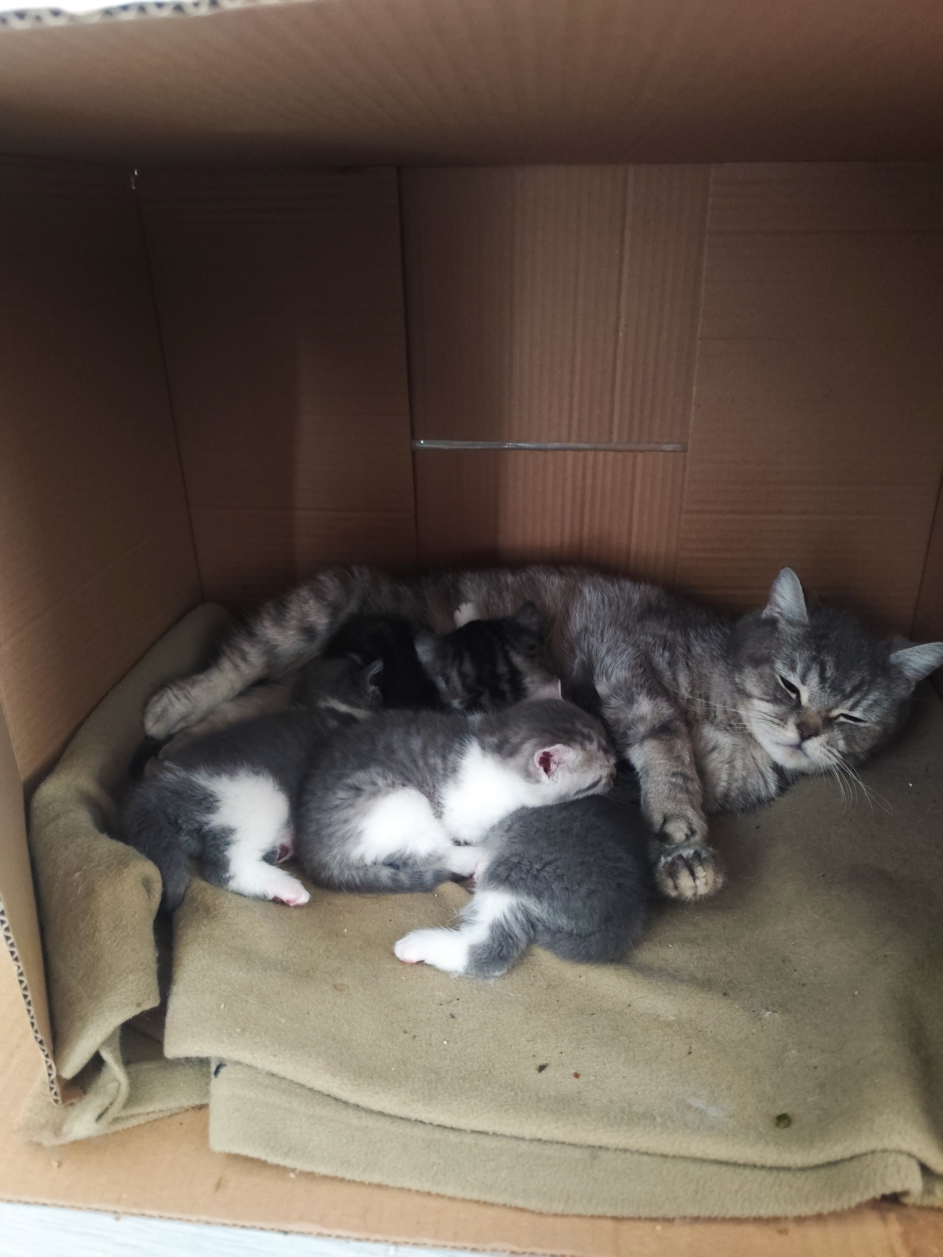 SAHİPLENİLECEK ANNE KEDİ 4 YAVRUSU İLE BİRLİKTE