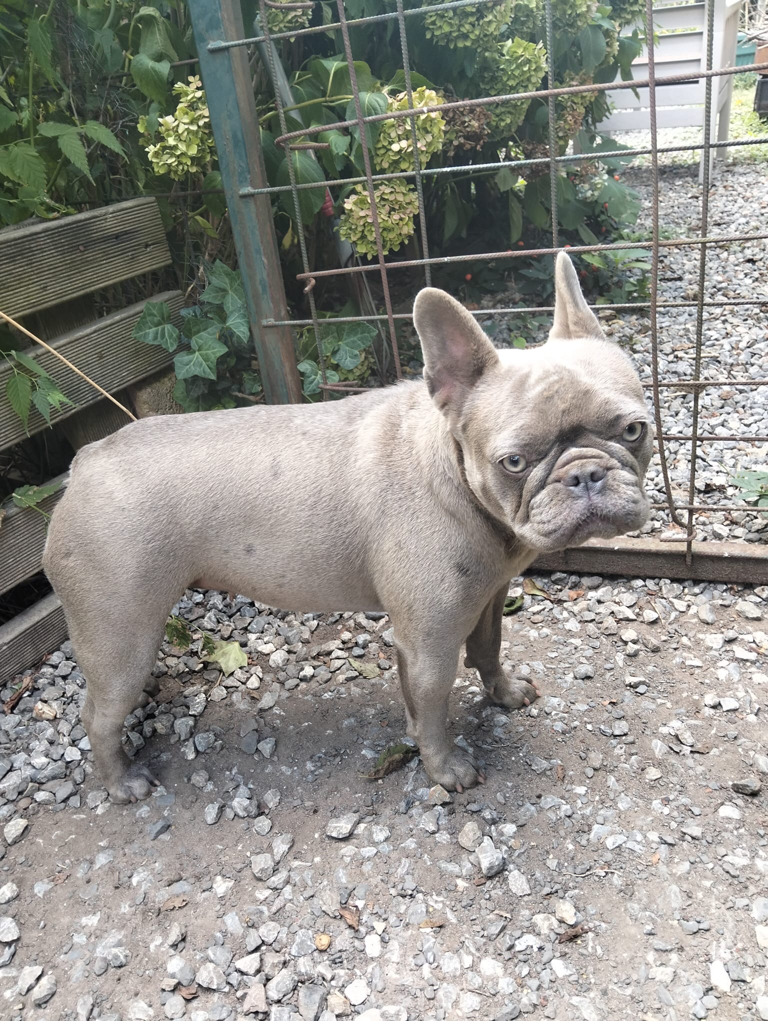 2,5 yaşında French buldog sahip arıyor