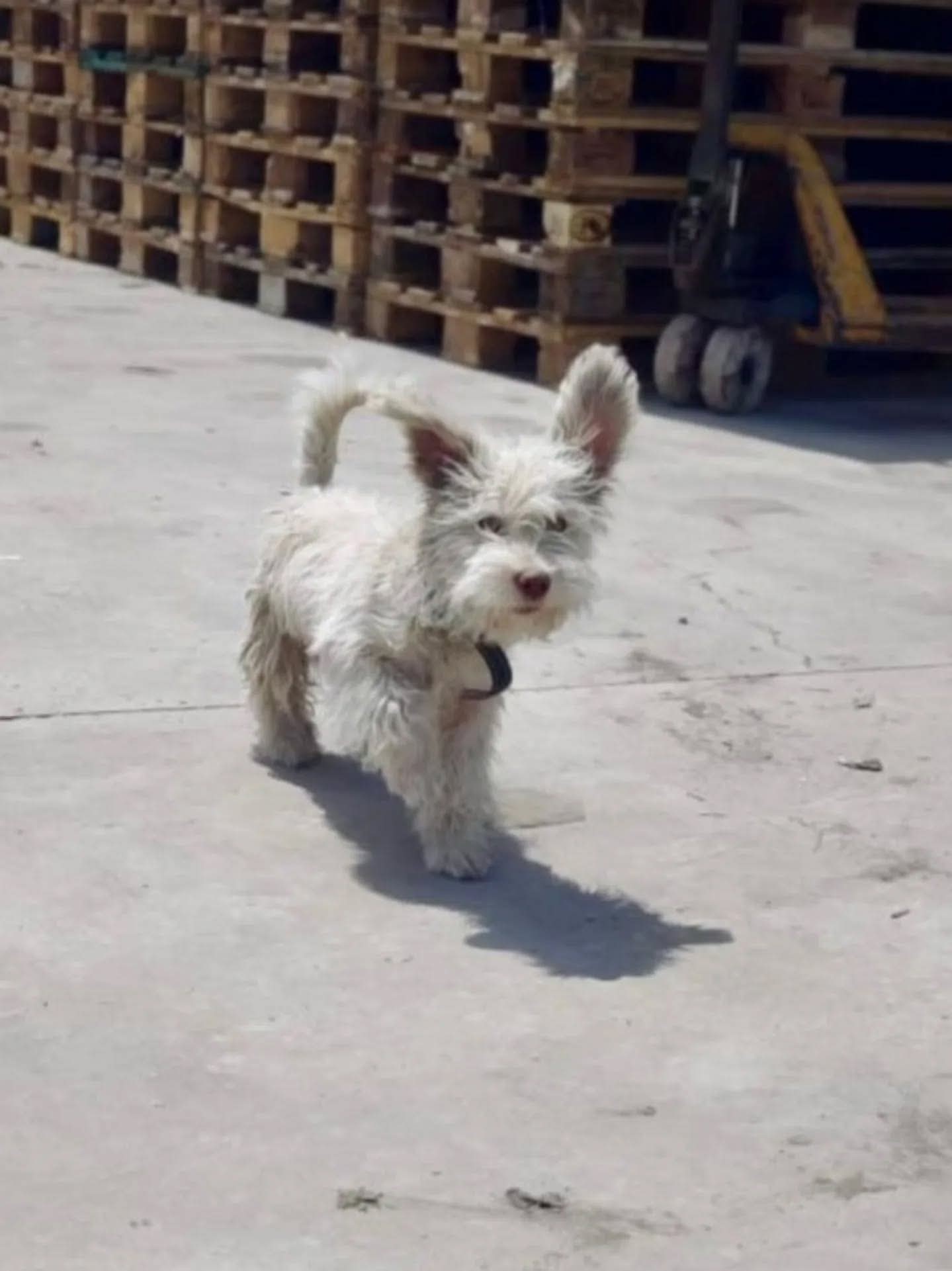 Şanlıurfa'da köpeğim kayboldu
