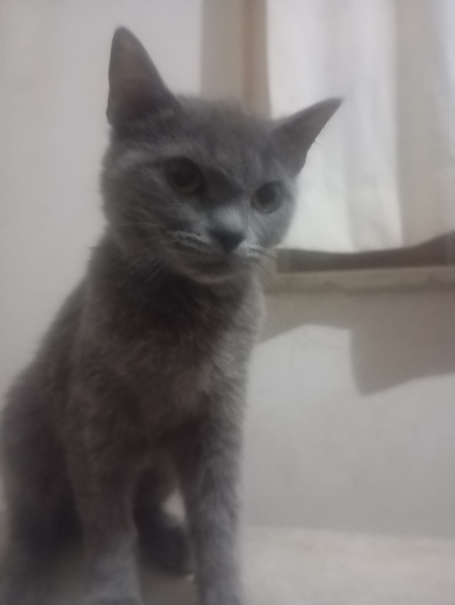 7 aylık britsh shorthair