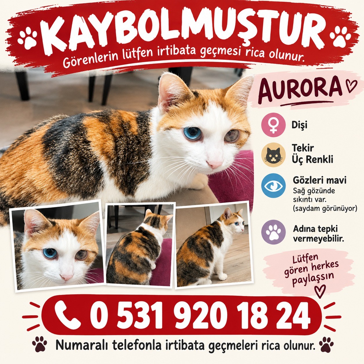 Kayıp Aurora: Aydın Efeler'de gözü saydam, korkak kedimiz aranıyor!