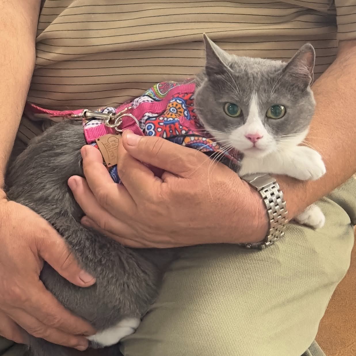 Şirinevler – Ataköy Metro İstasyonu kaybolan kedi
