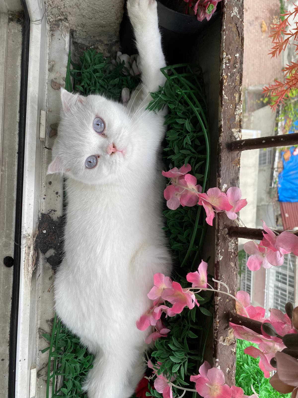 Kısır, çipli, Scottish Fold