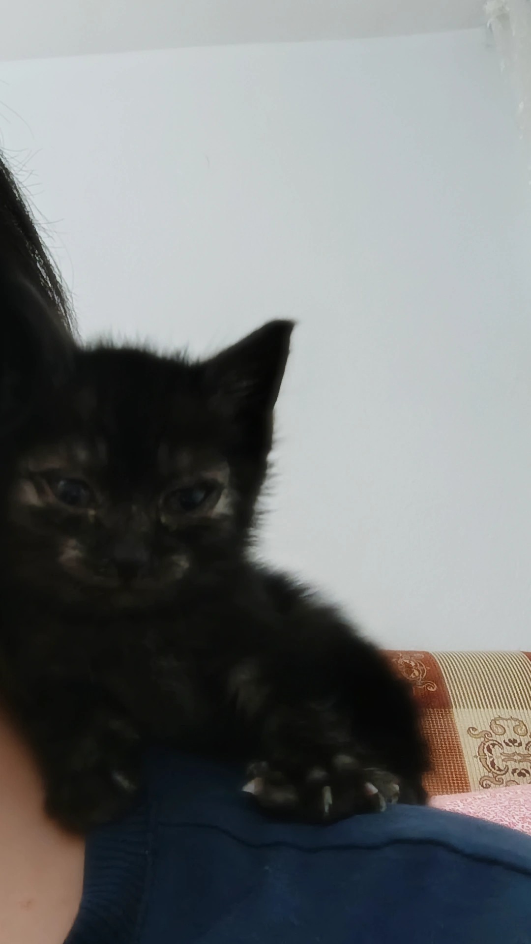 Acil sahiplenme ölücek 1 aylik kedi