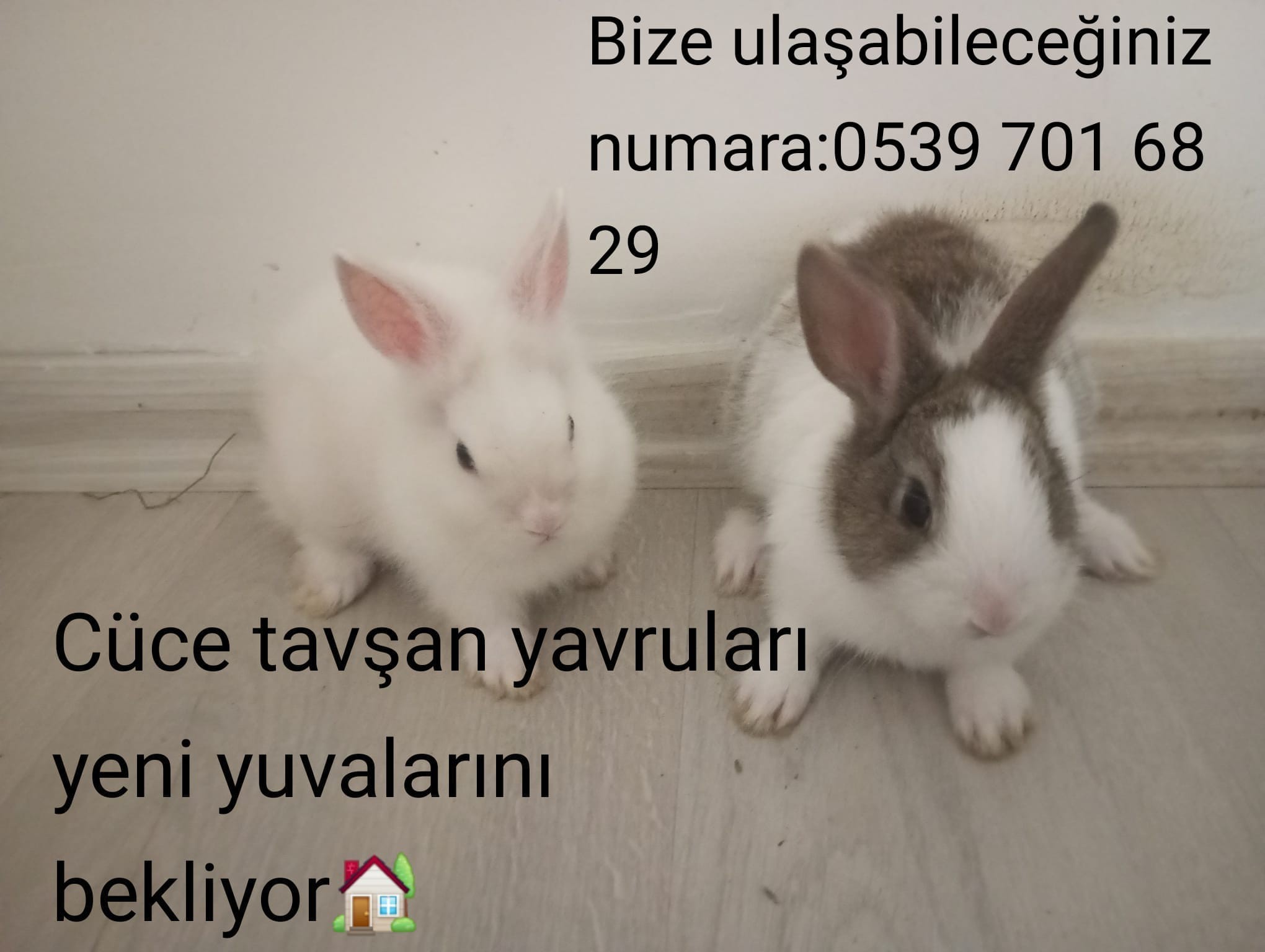 Cüce tavşan yavruları