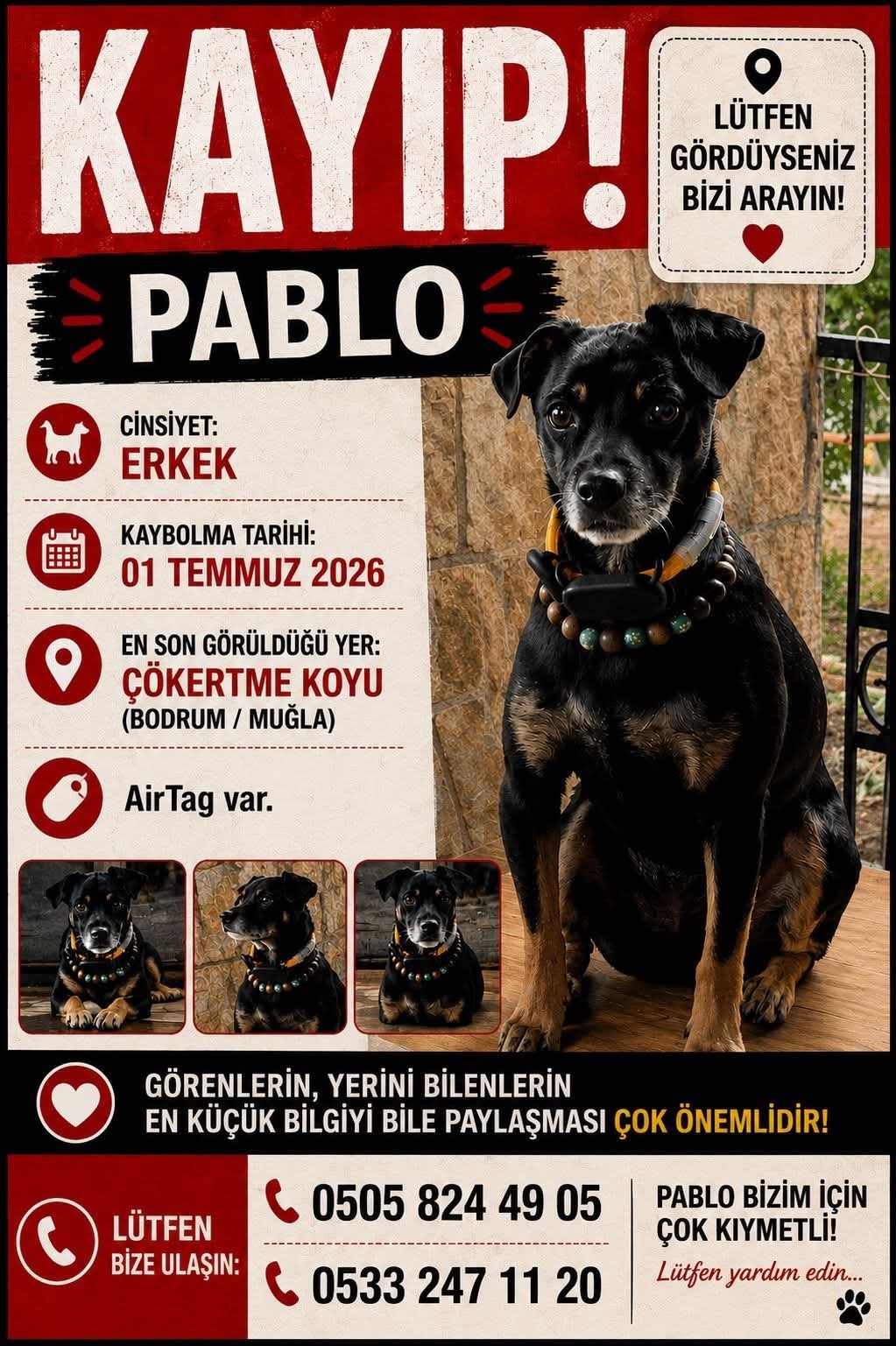 Bodrum'da Kayıp Köpek