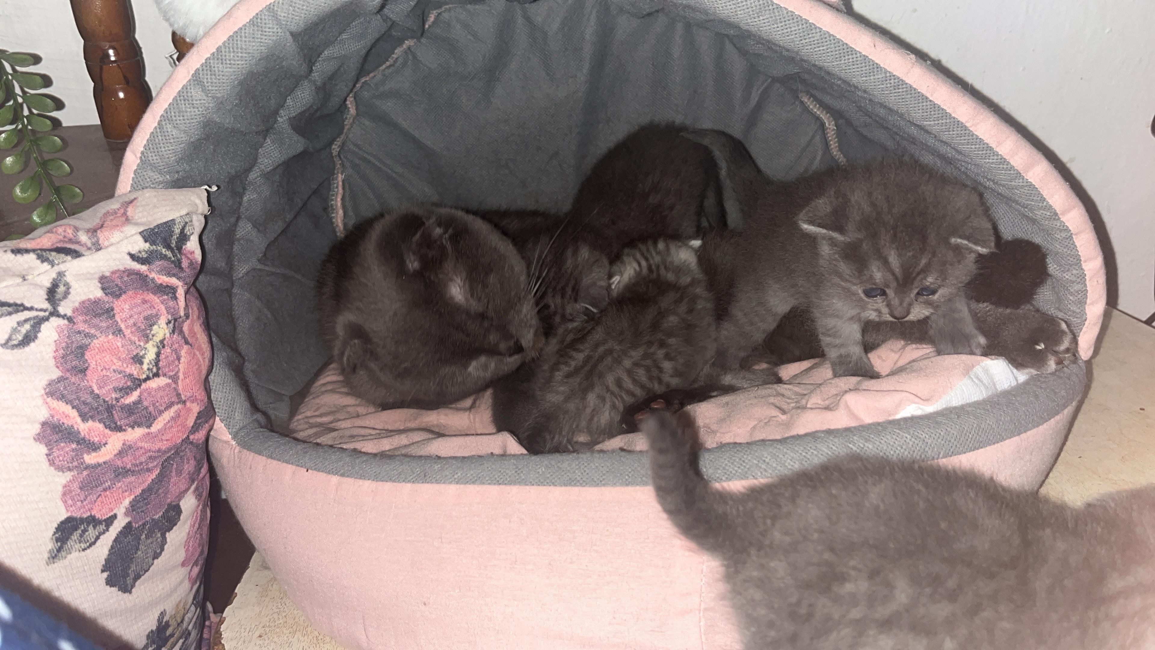 Kastamonu'dan minik Scottish Fold yavruları — yuva arıyorlar