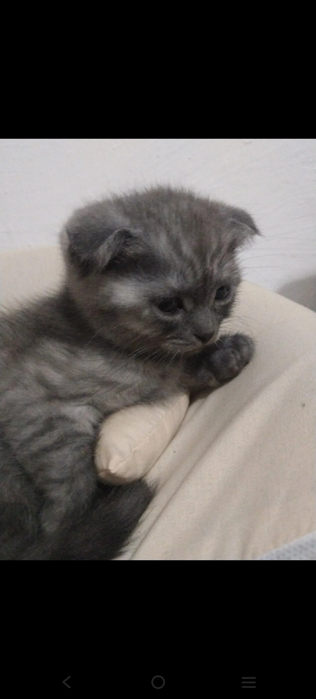 Scottish fold erkek dişi kediler