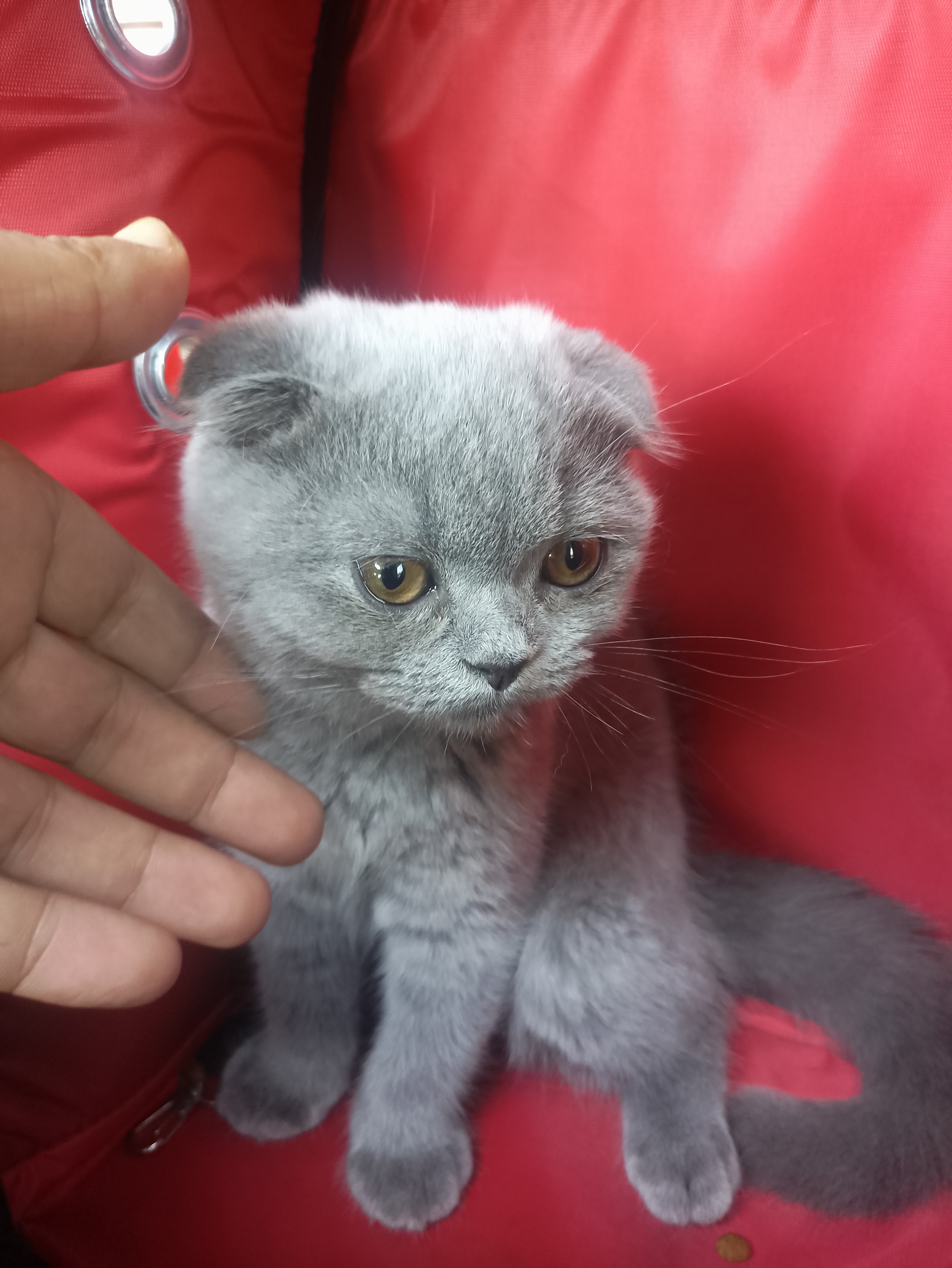 3 aylık skotic dışı yenj yuvasını arıyor izmit merkez