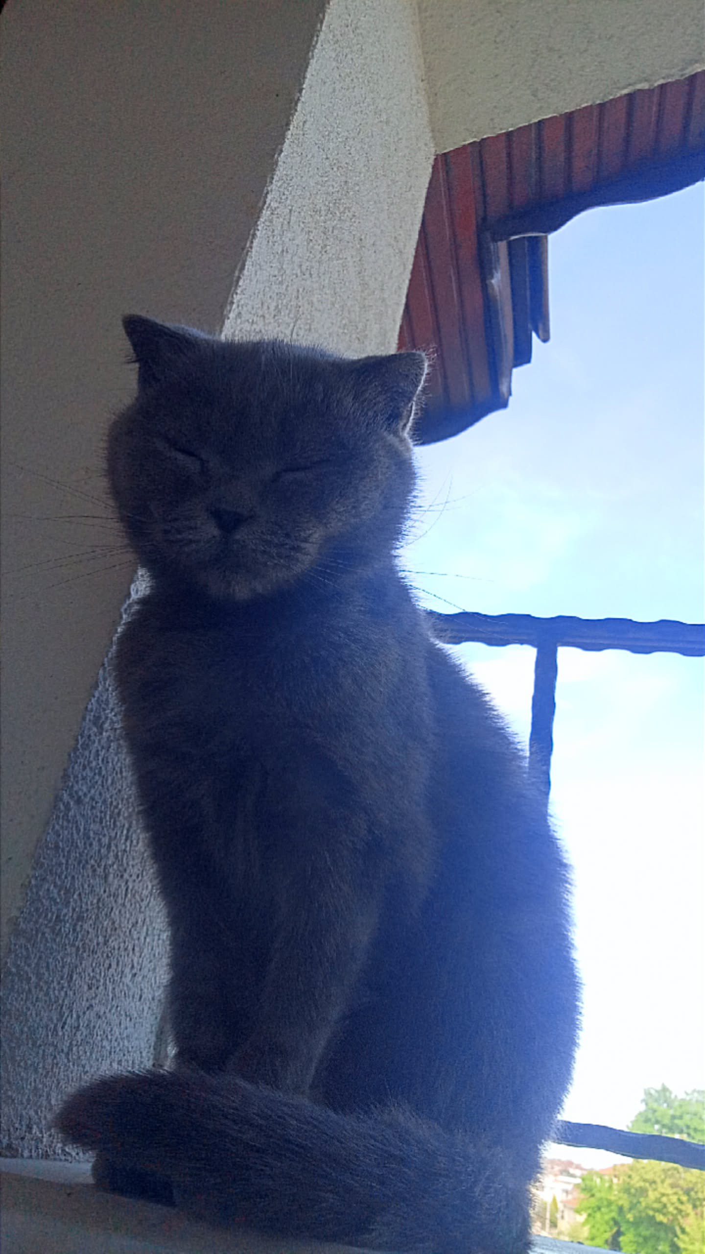 Scottish fold 3 yaşında