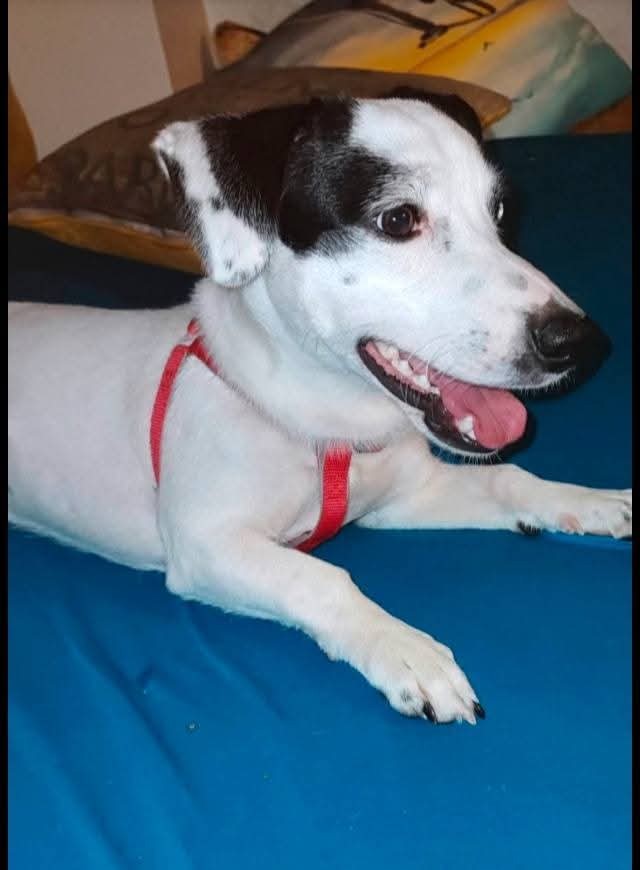 Terrier 2 yaşında ücretsiz sahiplendirilecektir.