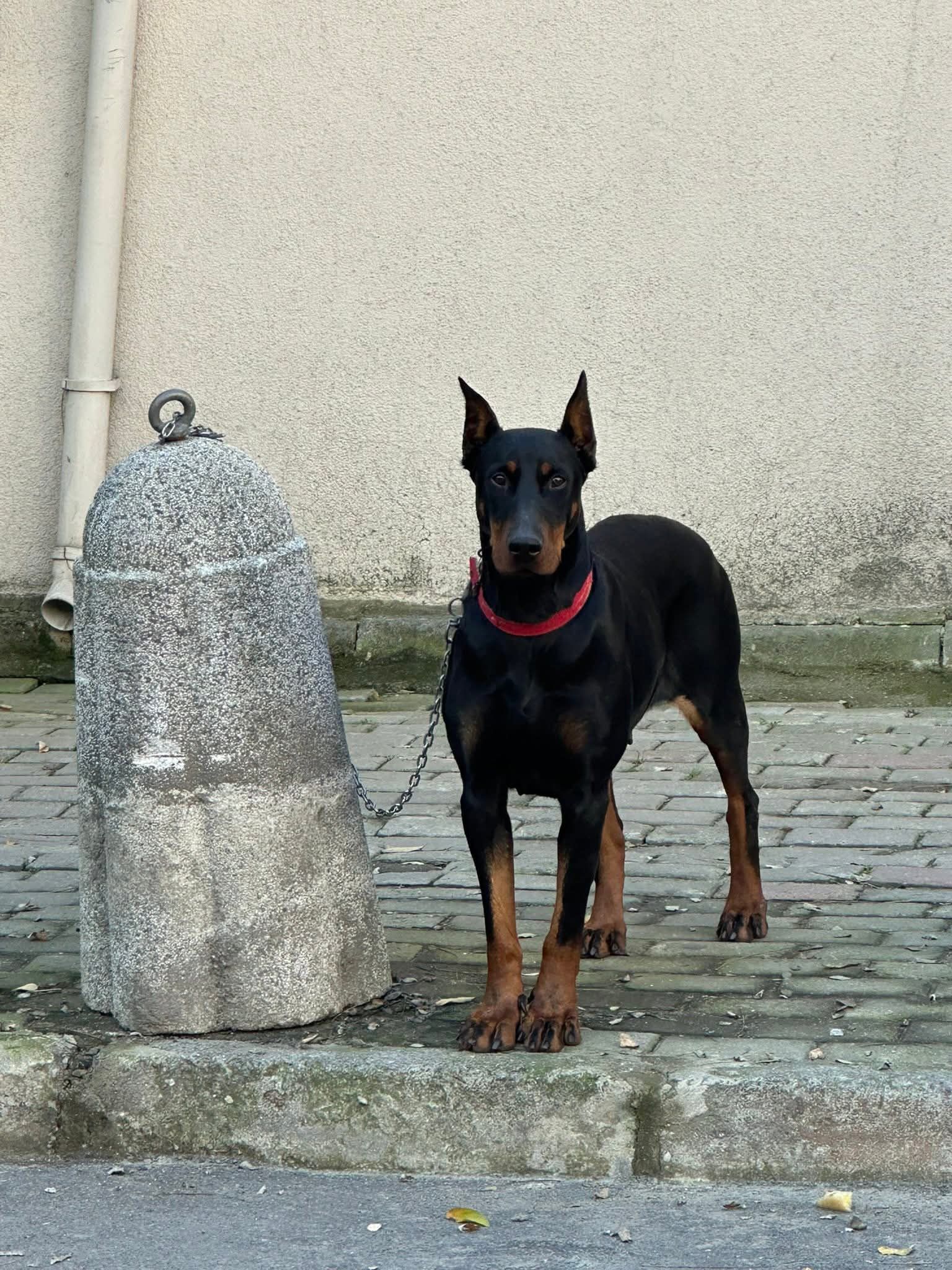 2.5 yaşında dişi Doberman