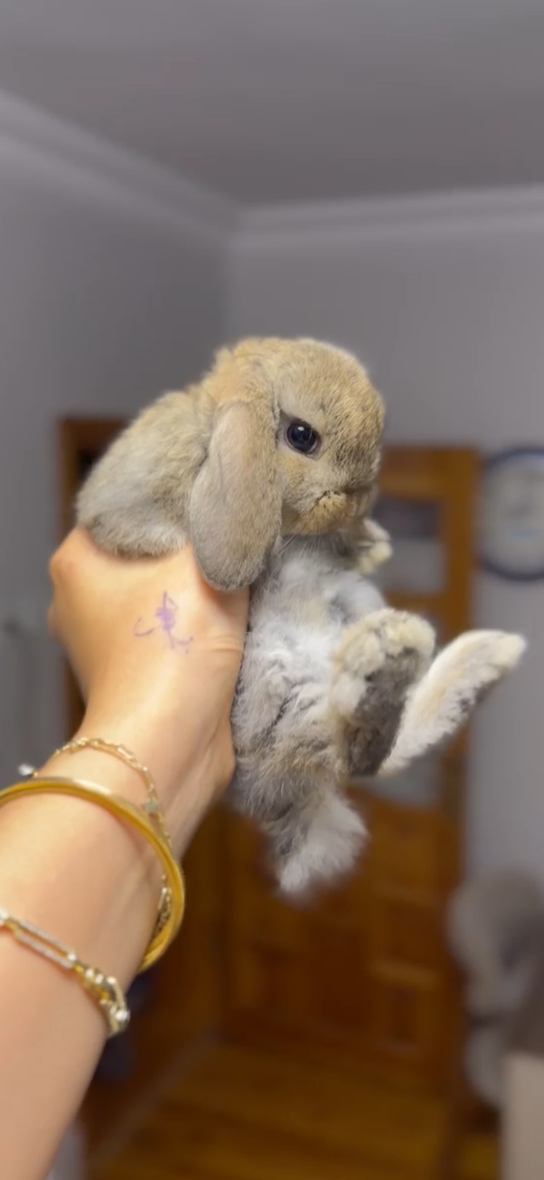 Mini lop