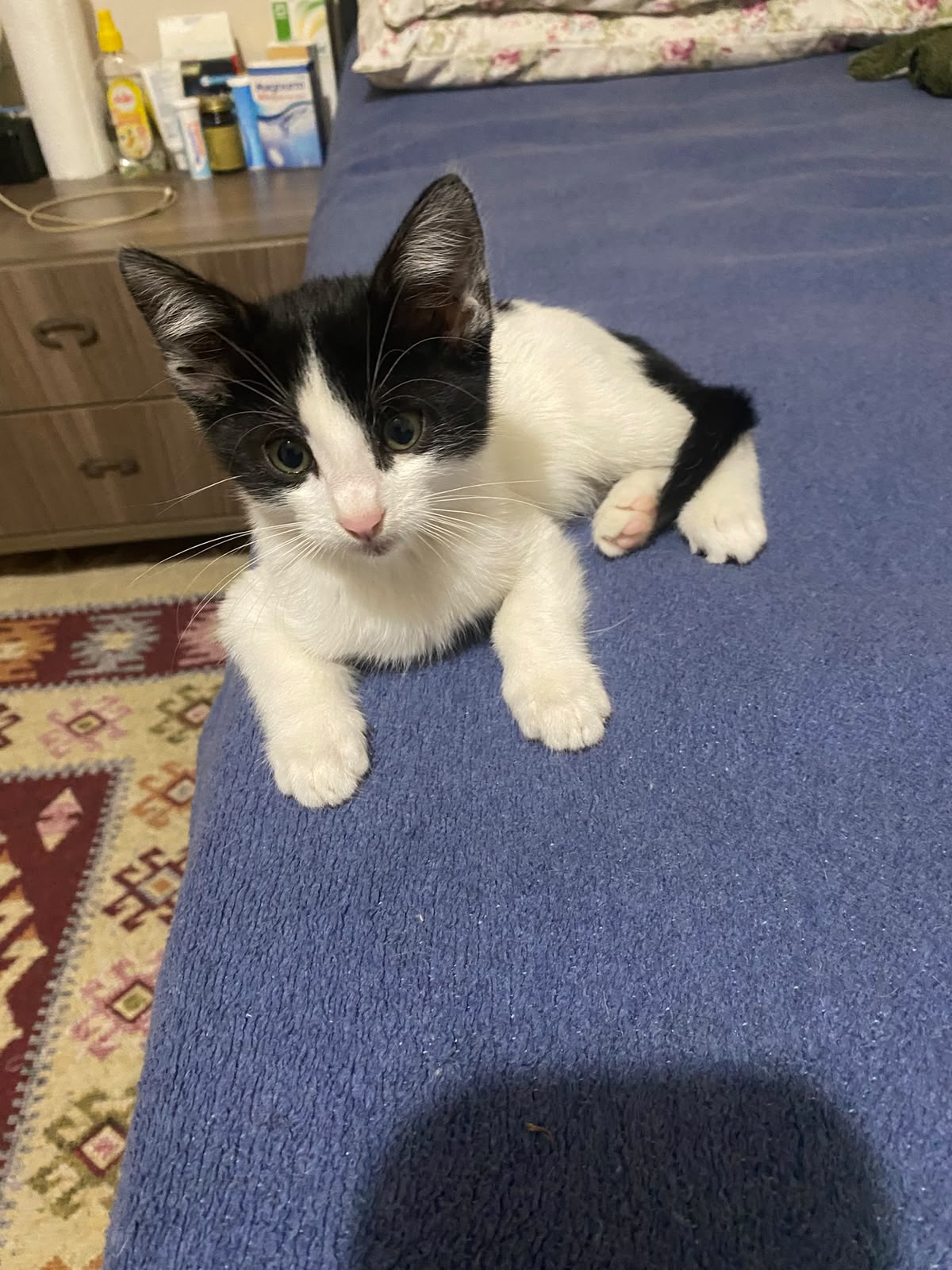 🐾 Yağmurdan Kurtarılan Minik Yağmur Bebek Ömürlük Yuvasını Arıyor! ❤️