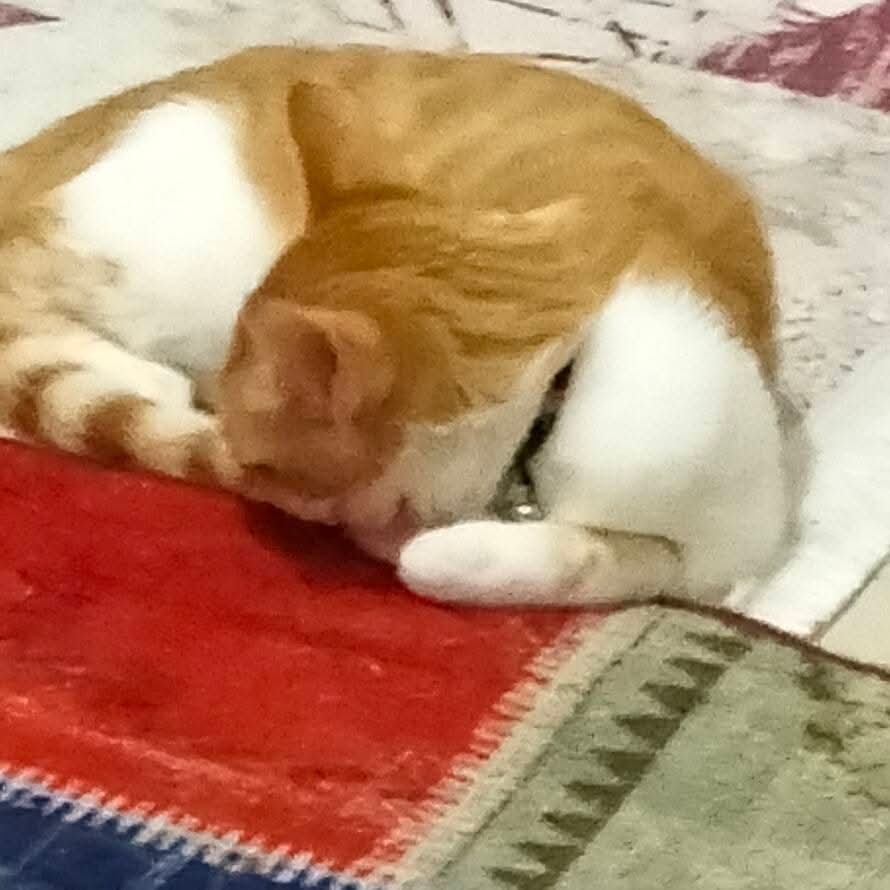 Isparta'da kaybolan kedi için yardım