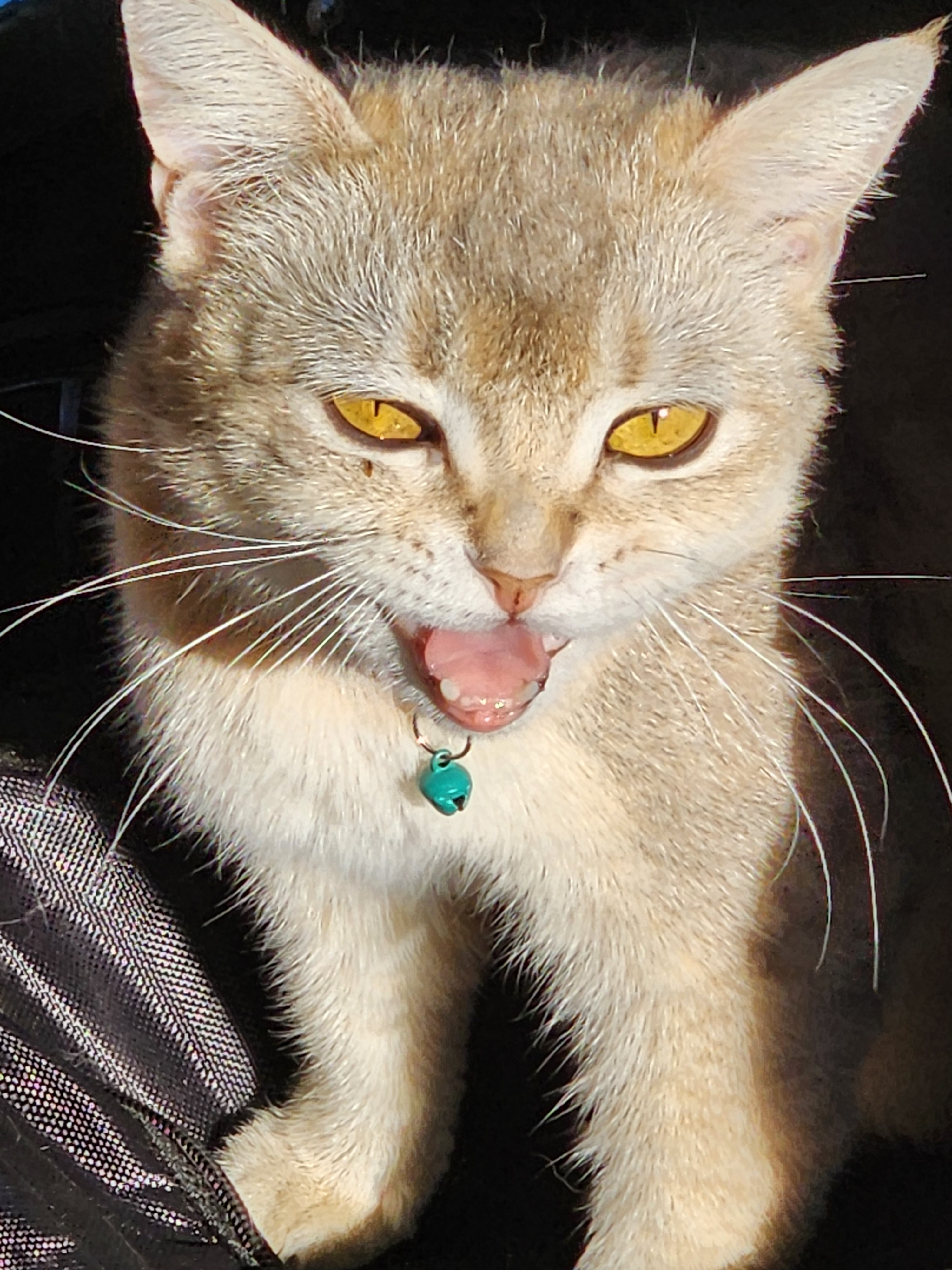Ücretsiz Sahiplendirme: 4 Yaşında Uysal Dişi British Sorthair