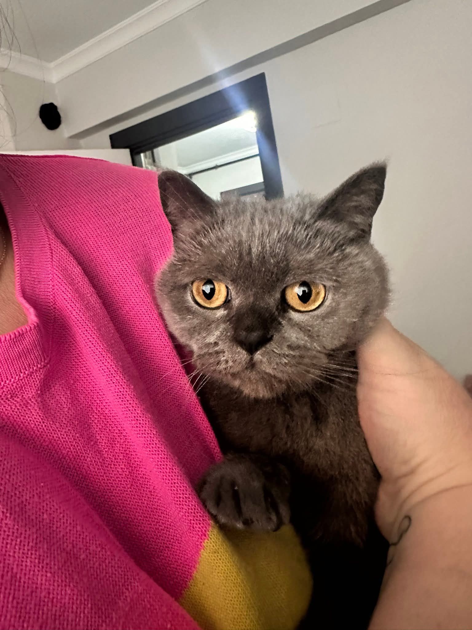Biritish russian blue